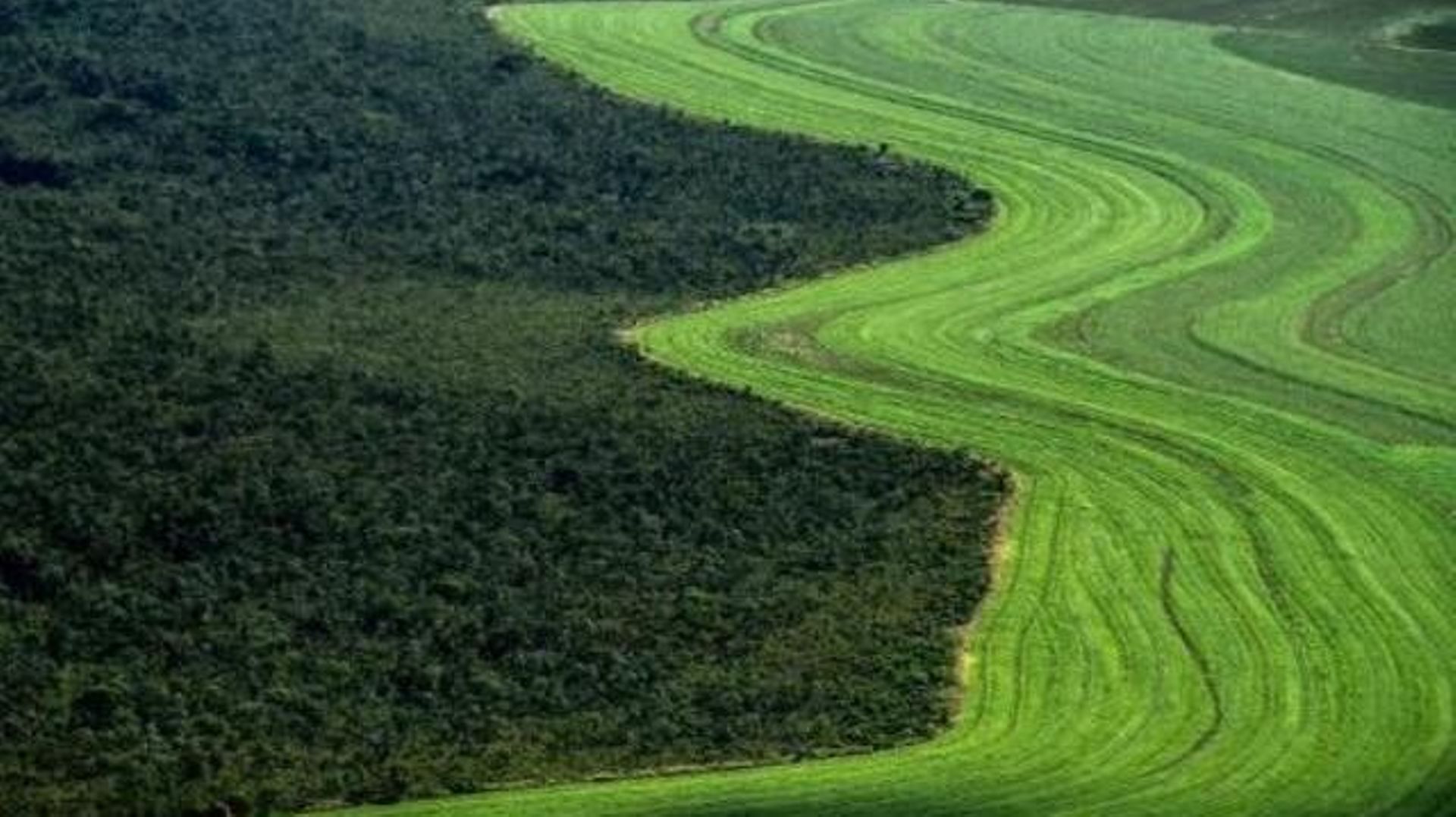 Déforestation: une centaine d'ONG appelle UE et Belgique à prendre leurs responsabilités