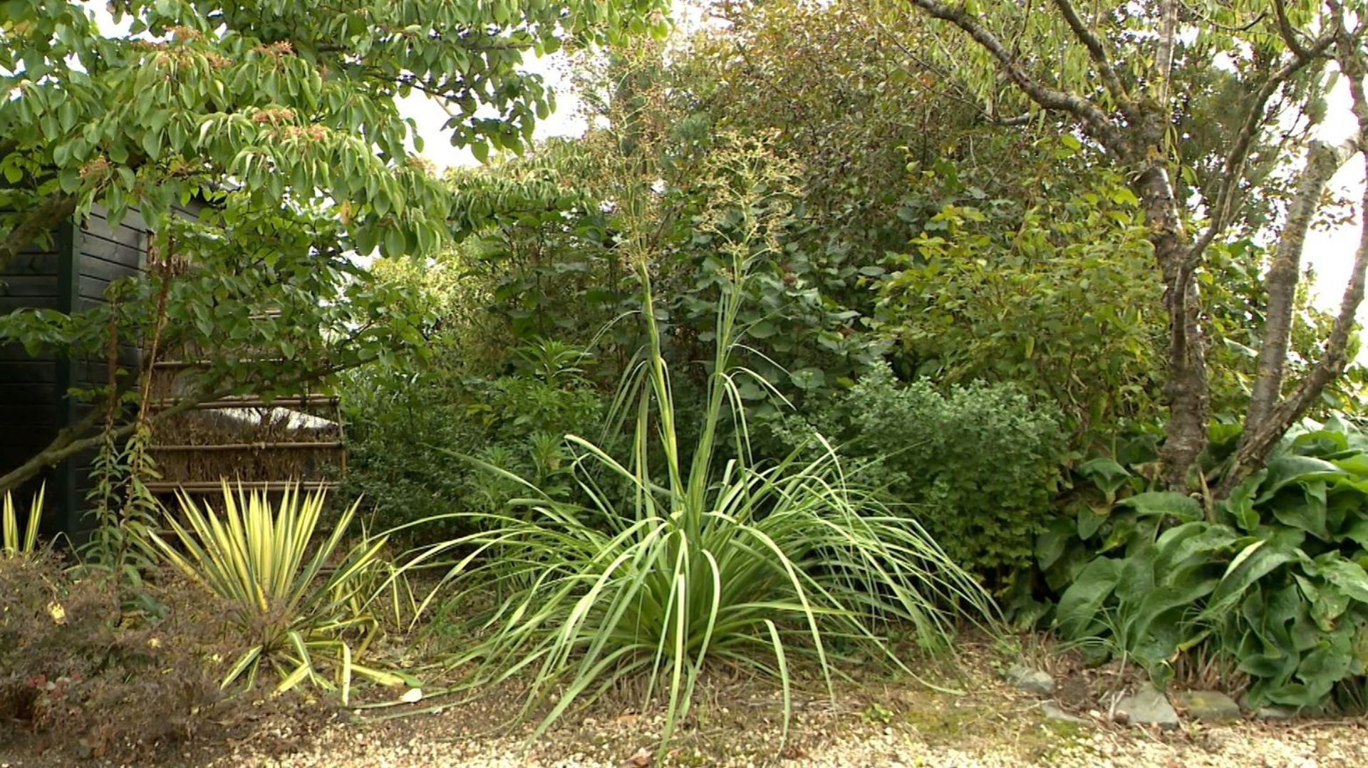 L’Eryngium pandanifolium forme une belle grosse touffe de feuilles persistantes