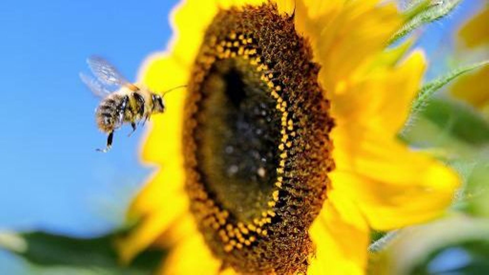 La valeur économique de la pollinisation est estimée à 153 milliards d'euros par an