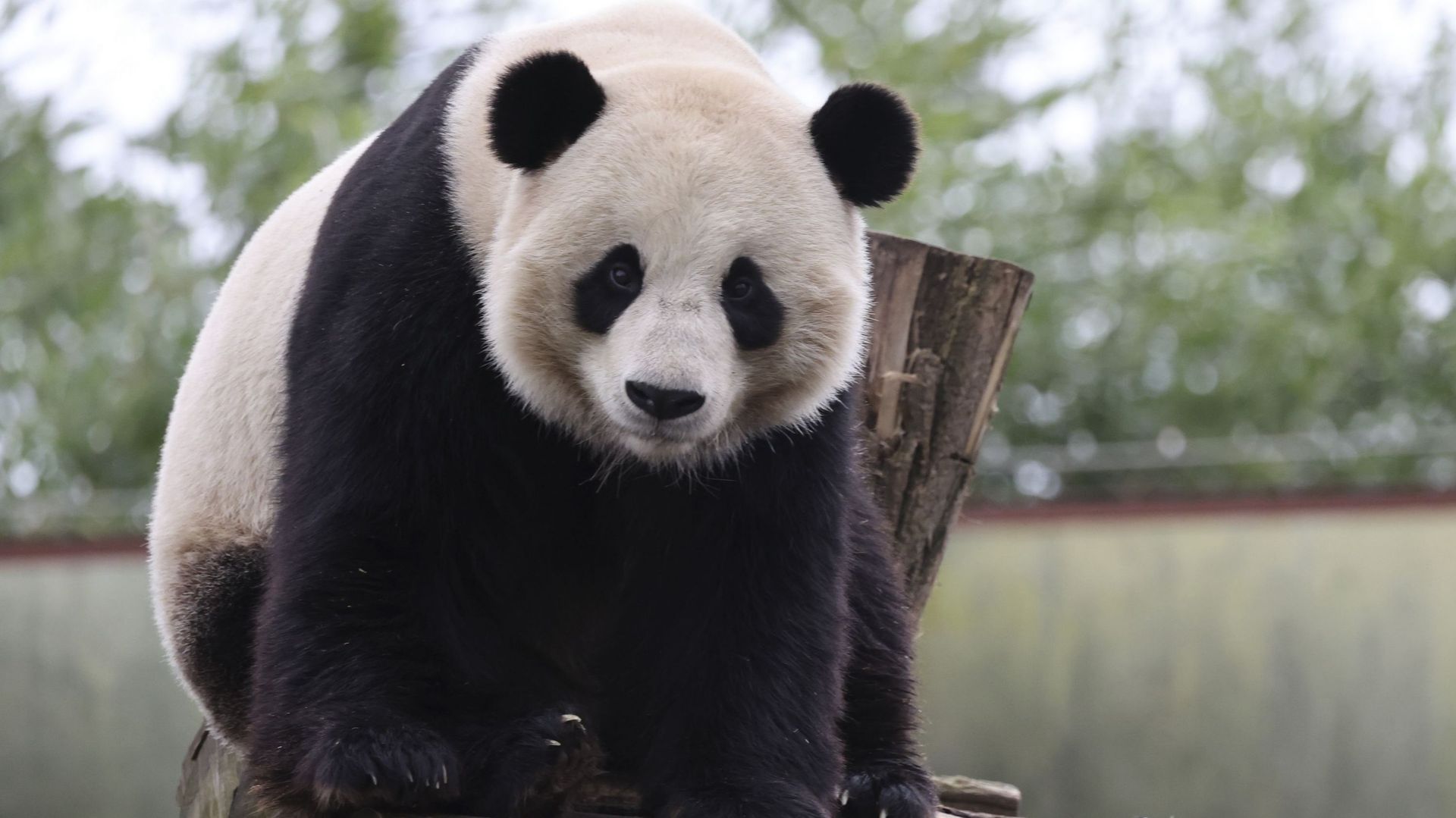 Le panda Tian Bao en février 2022