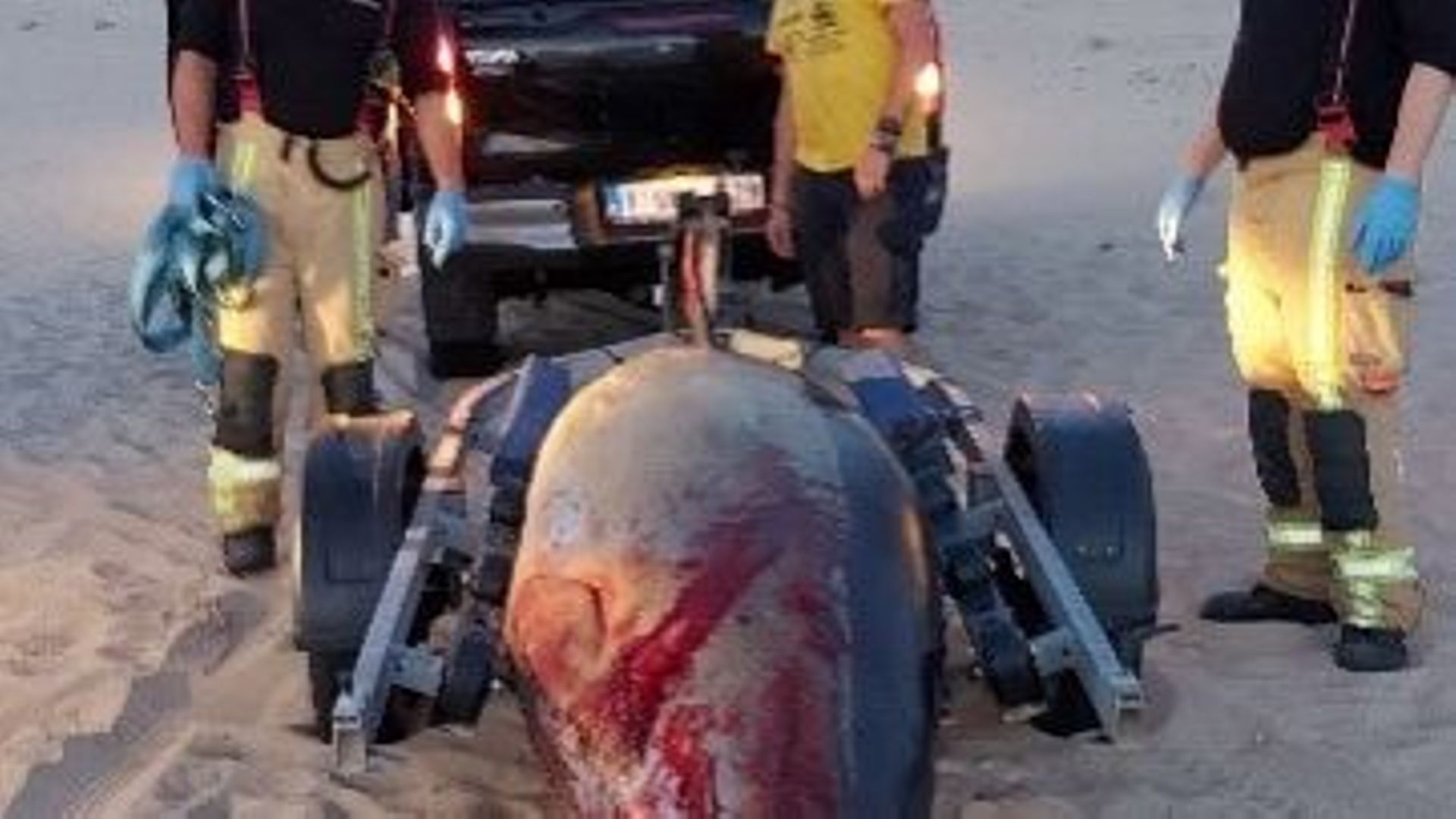 La baleine à bec morte a été évacuée de la plage de Wenduine le soir même, le 7 août 2020 
