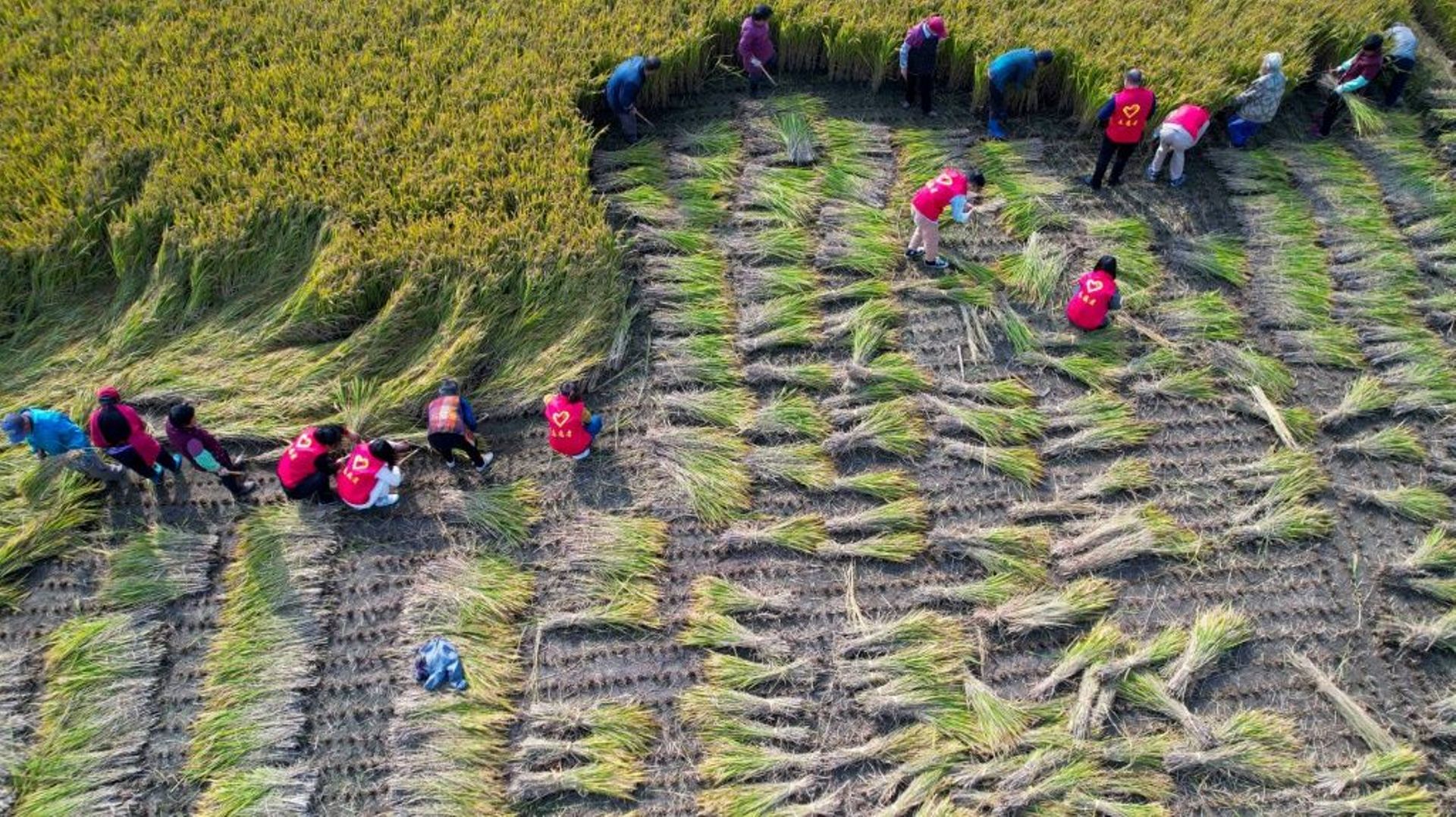 Récolte du riz à Huzhuang, le 1er novembre 2021 en Chine