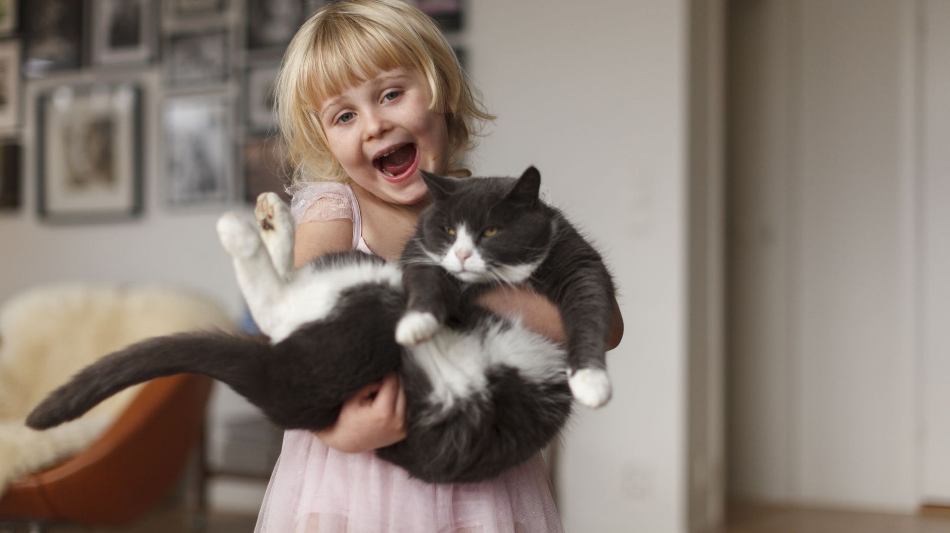 Adopter un chat hypoallergenique, bientôt possible grace à la génétique