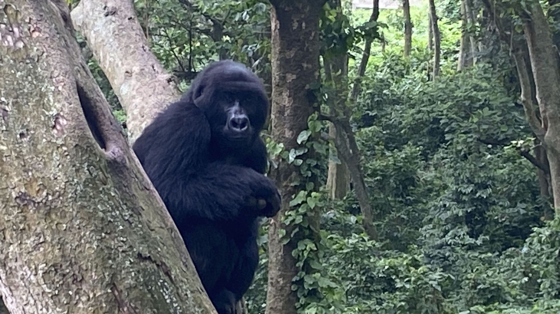 Matabishi est un mâle âgé de 11 ans. Près d’un millier de gorilles des montagnes vivent dans cette région frontalière avec le Rwanda et l’Ouganda. Le Parc des Virunga en compte environ 350.