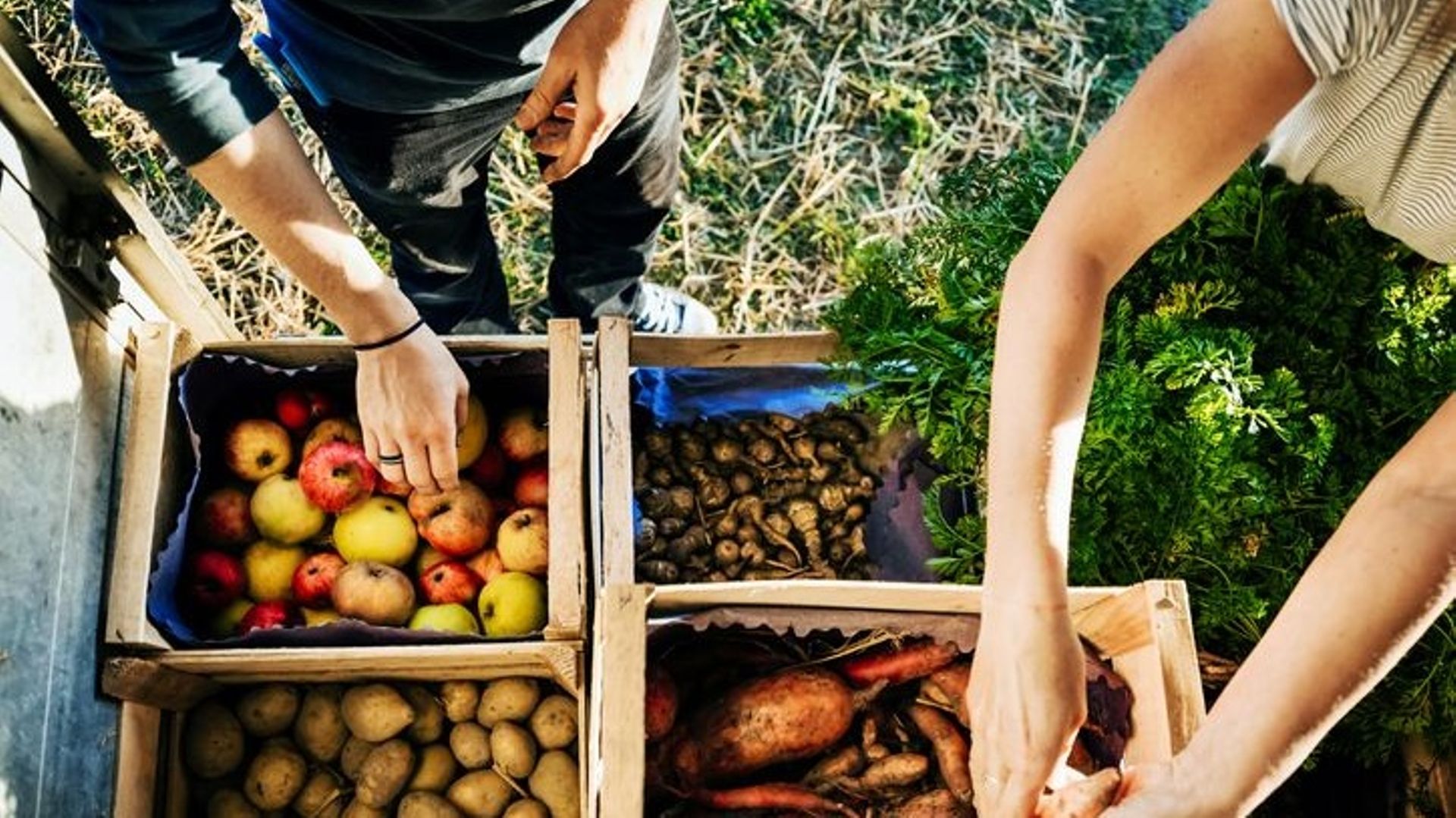 Urban Farmers Organising Crates Of Fruits And Vegetables On Truck