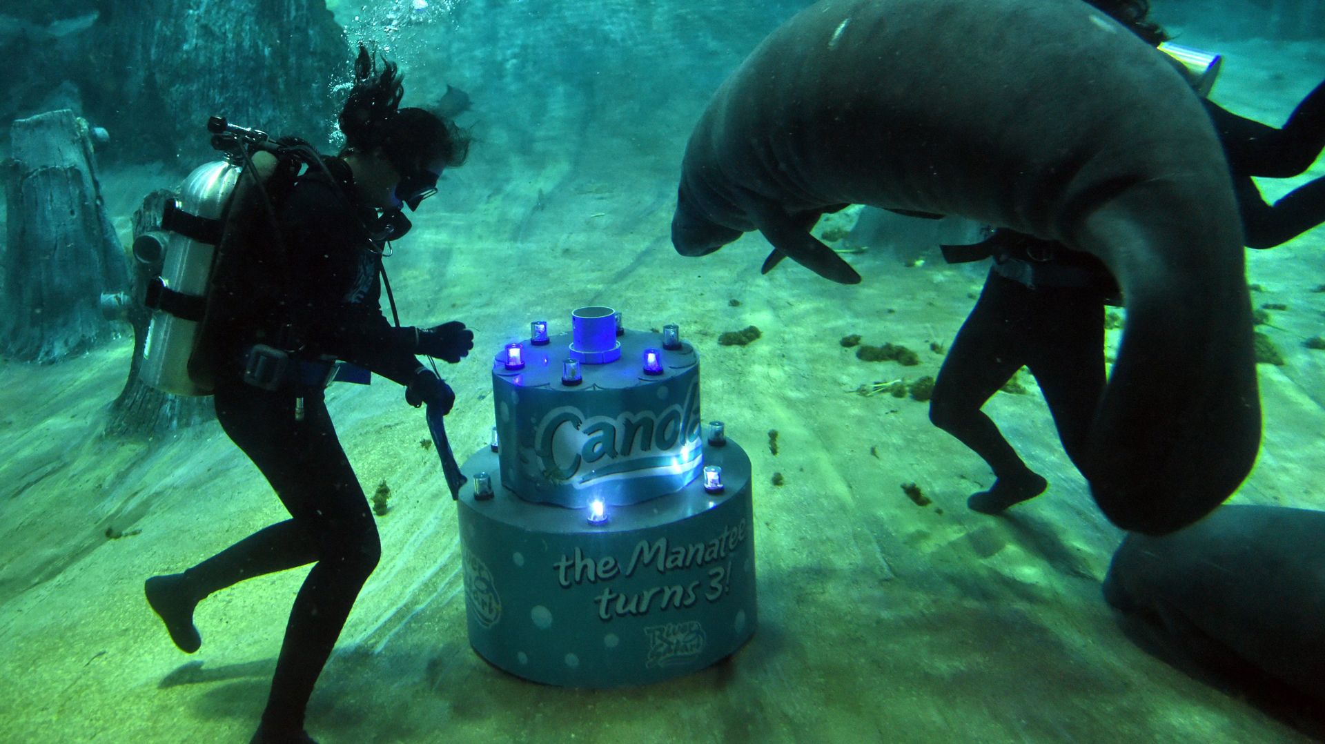 Gateau Geant Et Jazz Pour L Anniversaire D Un Lamantin A Singapour