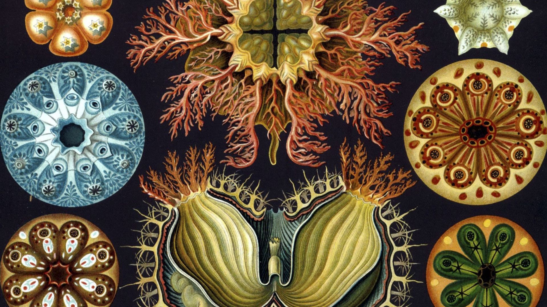Illustration of Ascidiacea by Ernst Haeckel