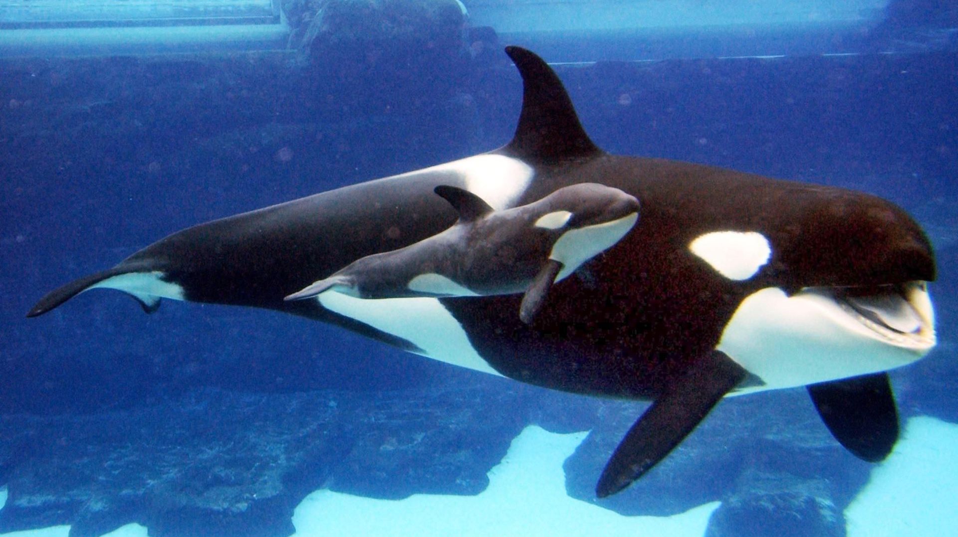 rencontre avec orques france