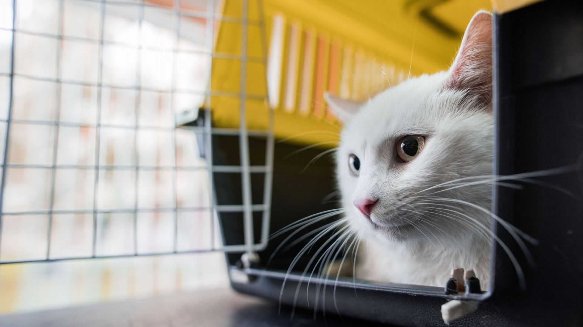 Cage pour chat : comment voyager pratique ?