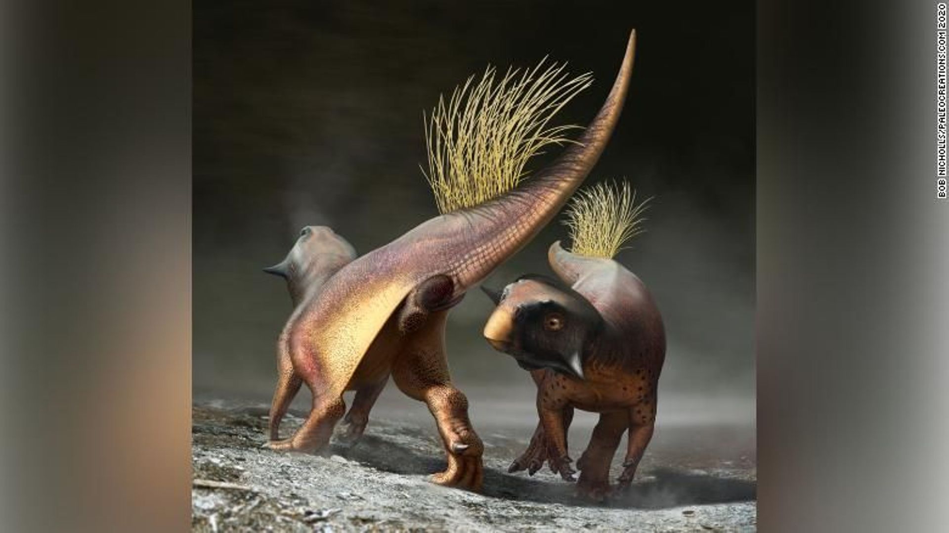 Découverte d'un fossile de dinosaure couvant des œufs - Sciences et Avenir