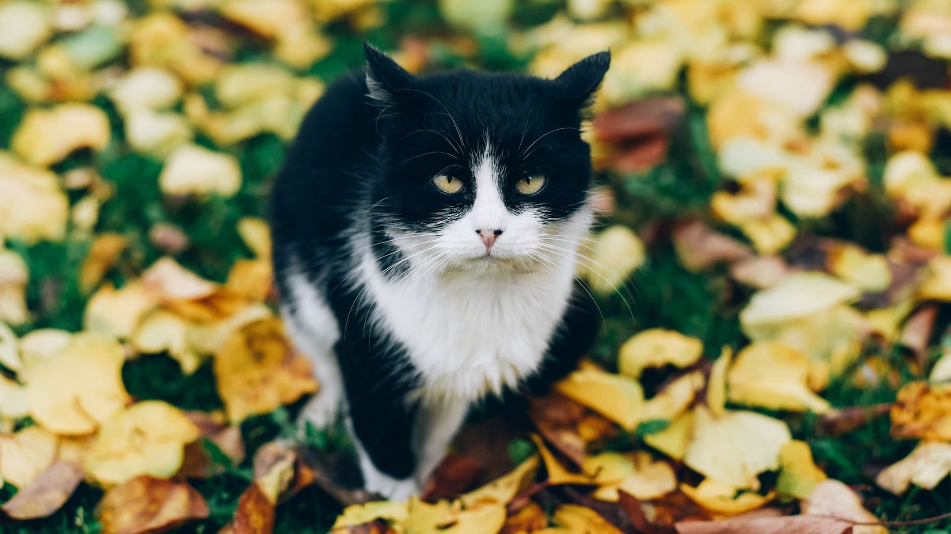 Votre chat est-il un psychopathe ? Des scientifiques ont créé un test pour le savoir (si, c’est vrai !)