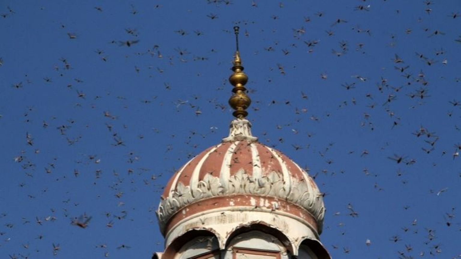 Un essaim de criquets volent autour d'un minaret de la ville pakistanaise de Multan (centre). 
