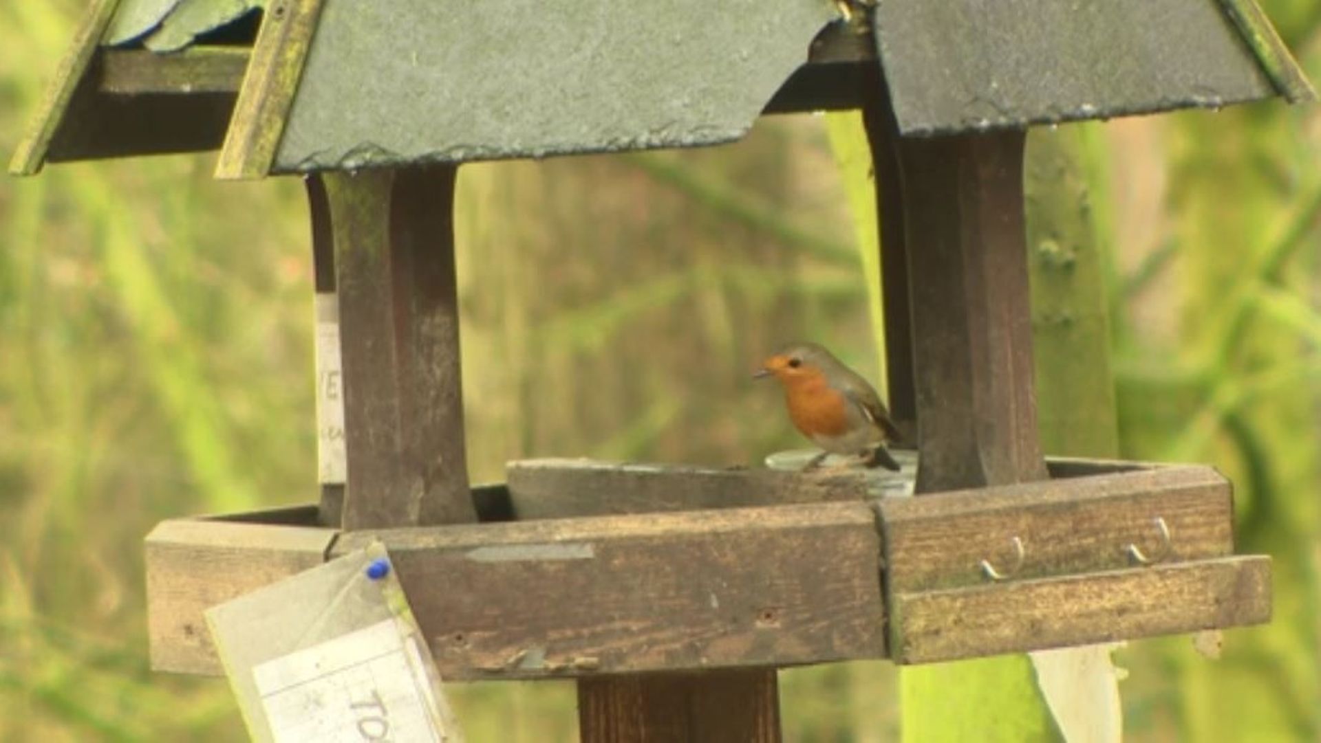 Carnet nature : tout savoir sur les plumes des oiseaux 