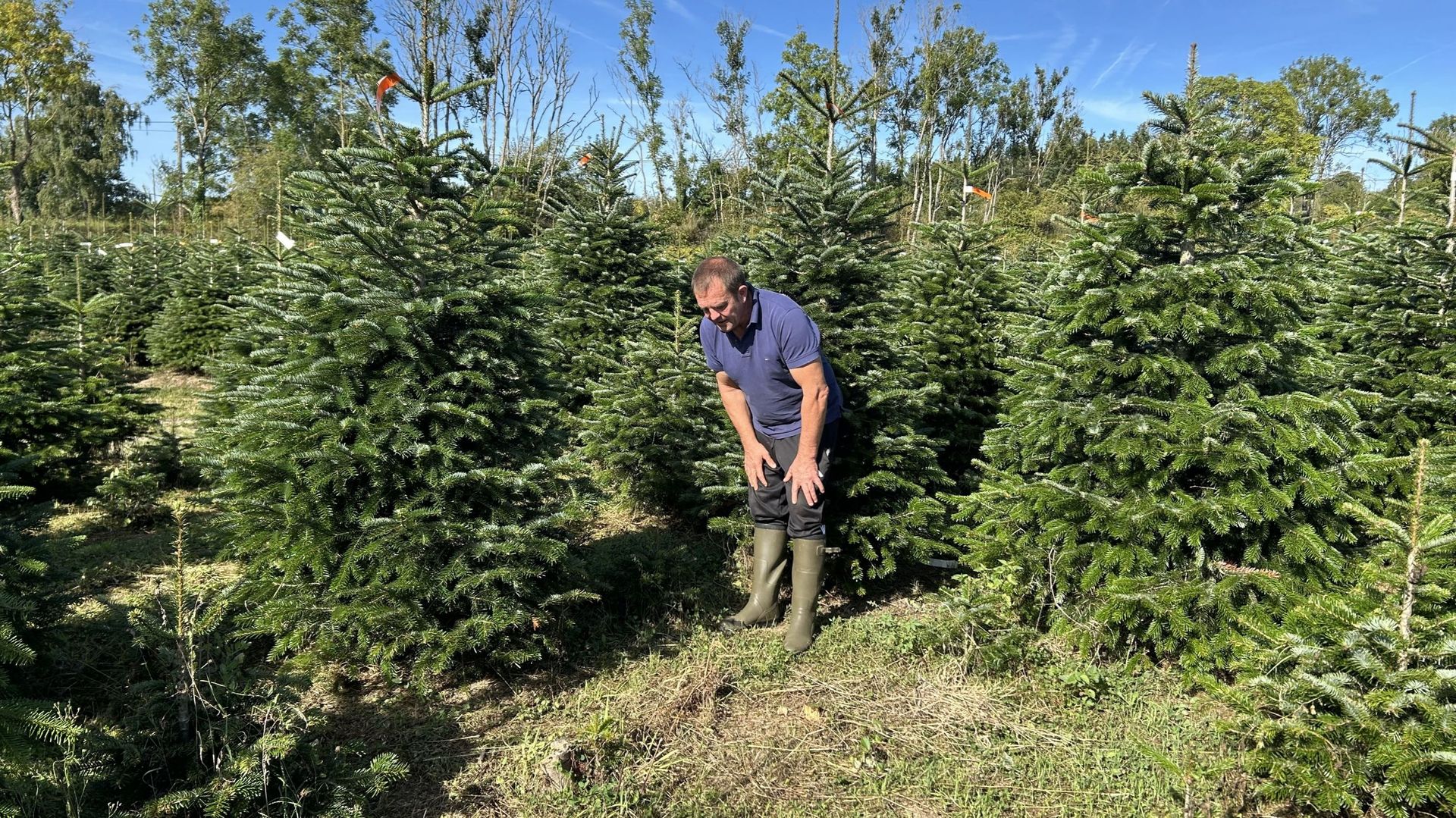 Le sapin de Noël sera sans doute plus cher cette année à cause du gel et de la sécheresse