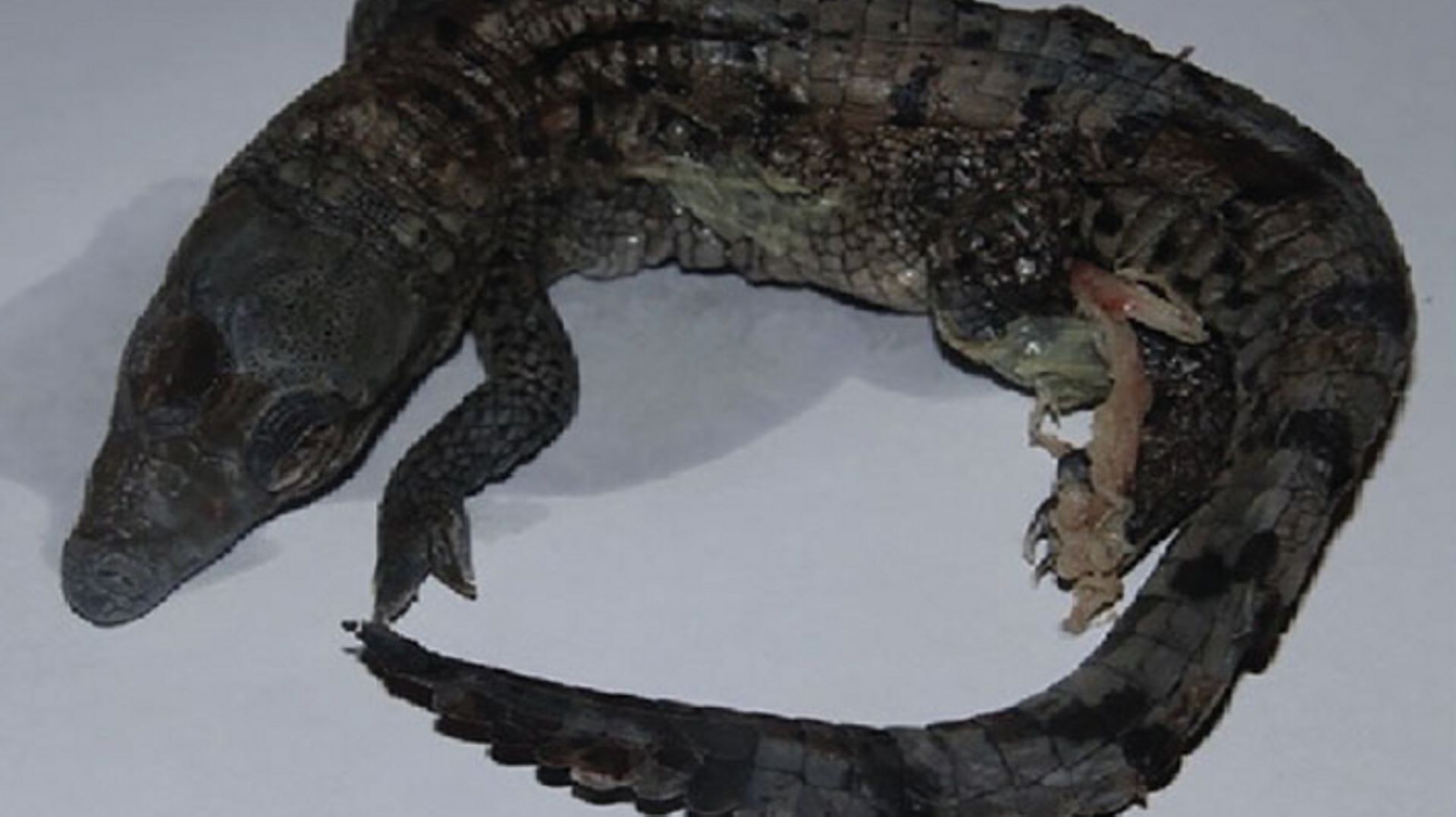 Crocodile mort-né d’une parthénogenèse.
