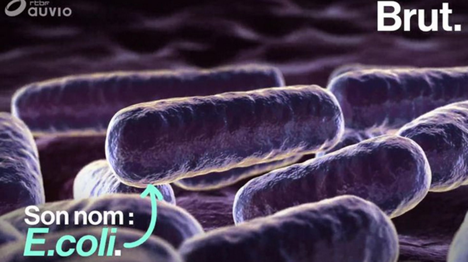 E.coli, une bactérie pleine de secrets 
