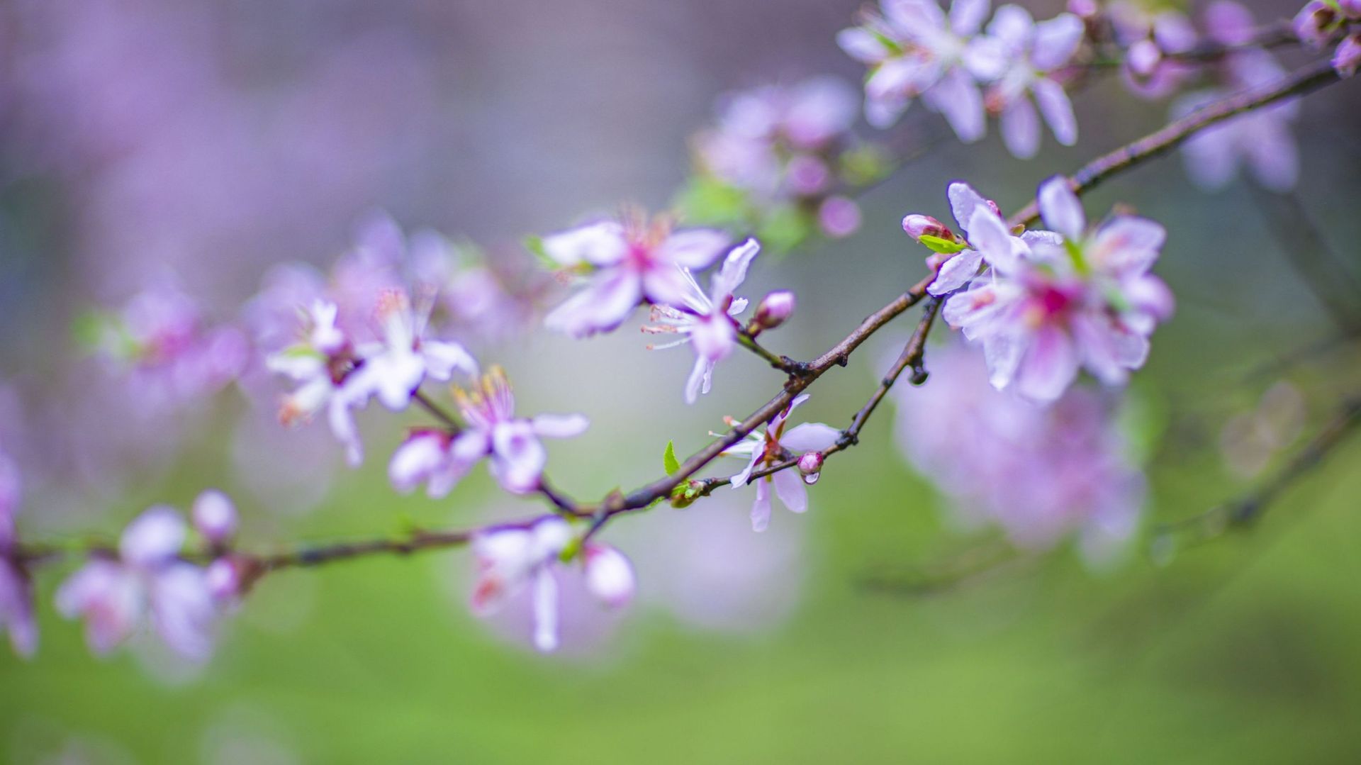 Le pêcher (Prunus) déploie sa belle floraison au mois d’avril.