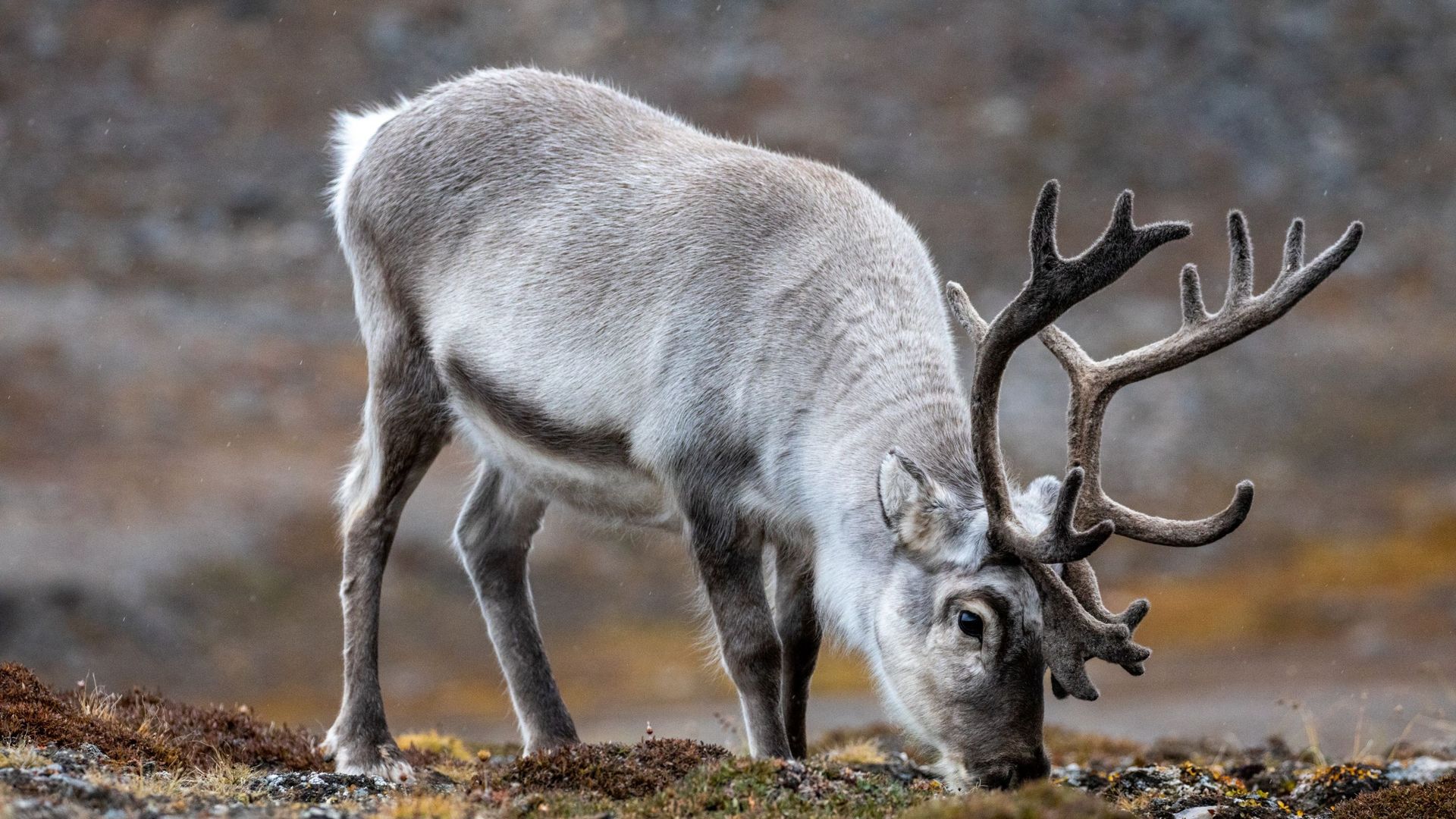 Svalbard Reindeer