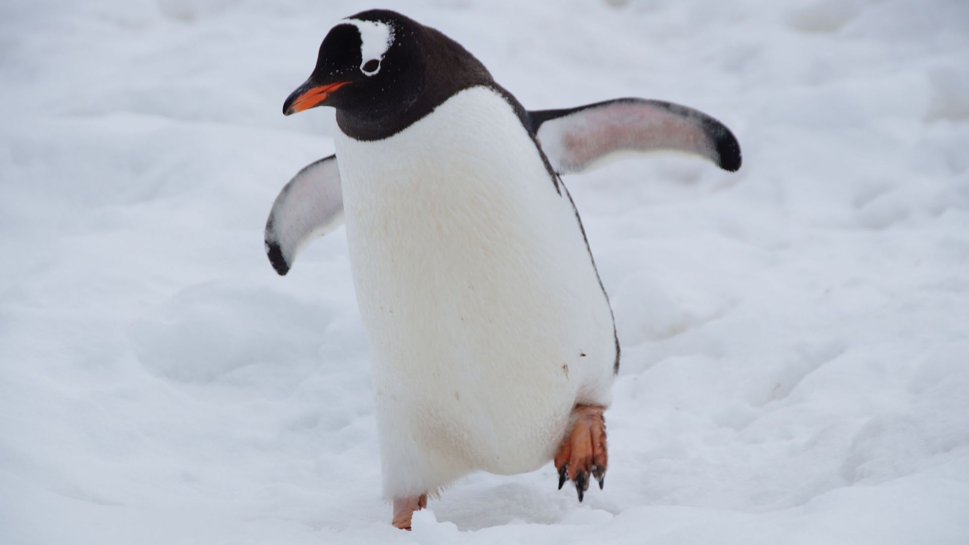 Pingouin Torda - Les espèces - C-monspot - soyons sport, soyons nature