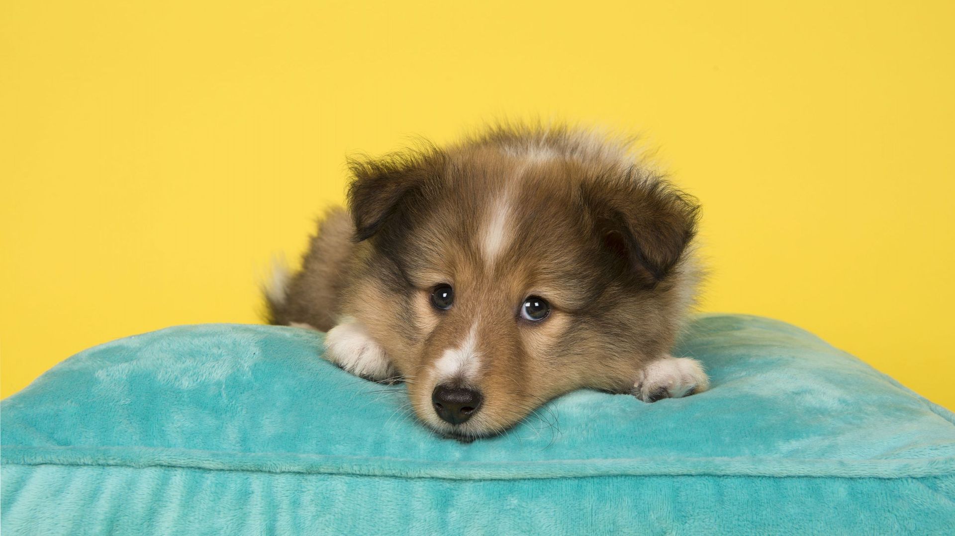 Cute shetland sheepdog puppy lying down on a blue cushion 