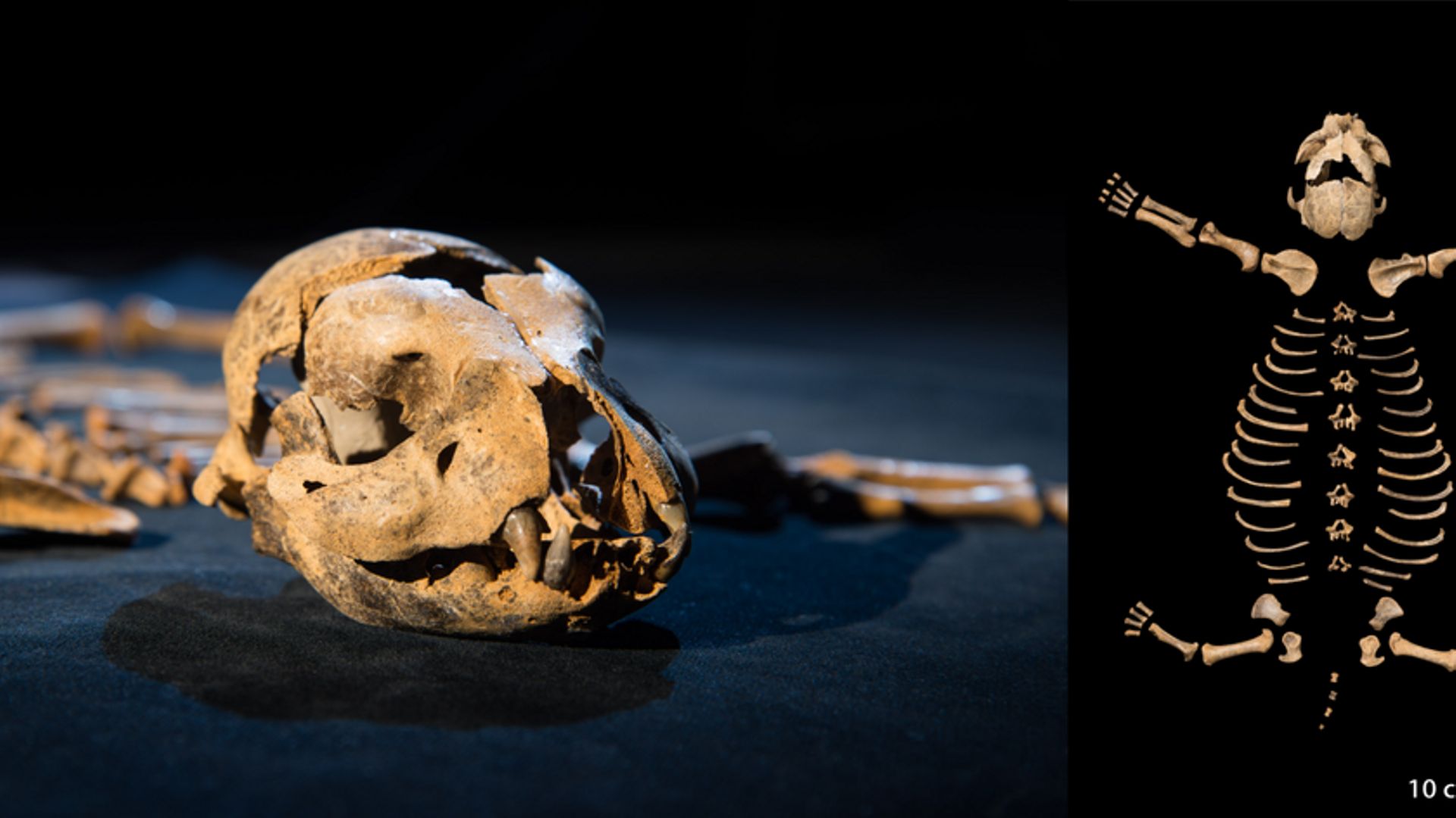 Squelette de bébé hyène trouvé dans la grotte Marie-Jeanne près de Dinant