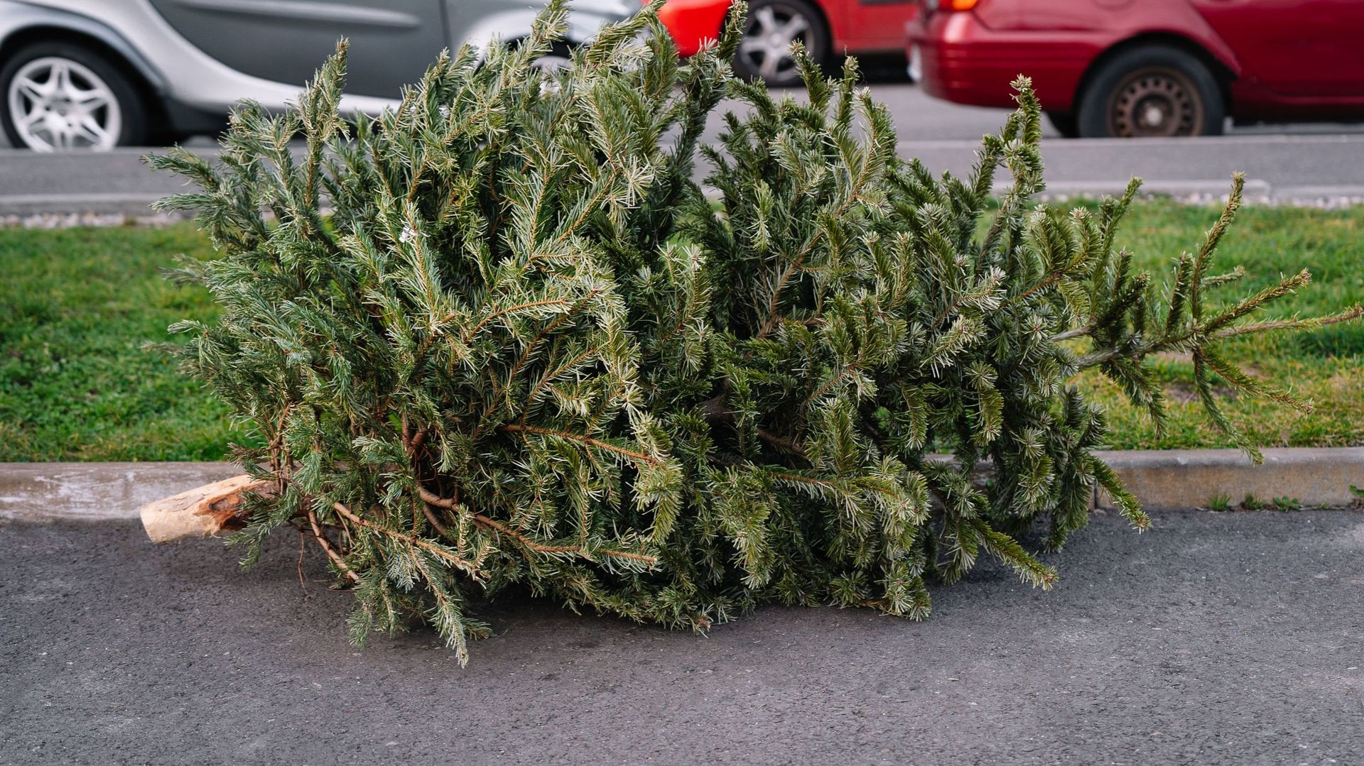 View Of Abandoned Christmas Tree On Street In City