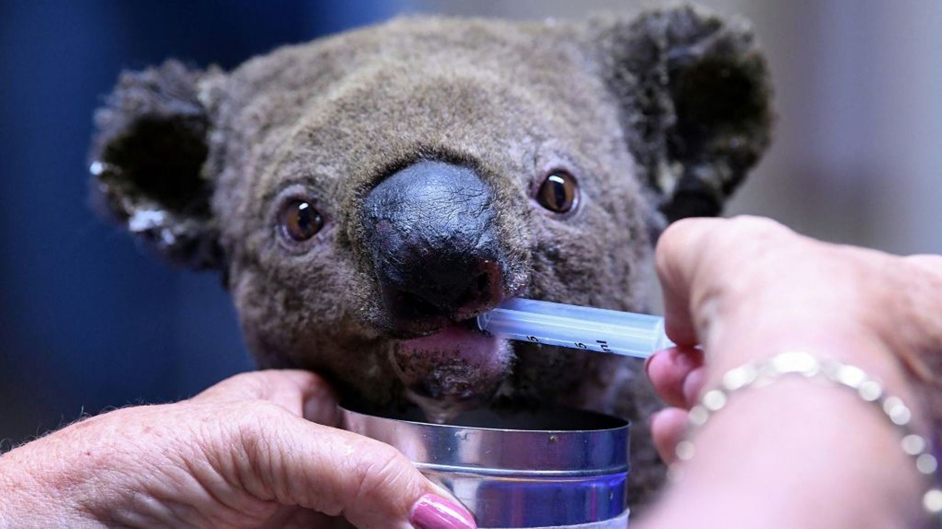 Un koala blessé dans un incendie est soigné à l'hôpital pour koalas de Port Macquarie, le 2 novembre 2019