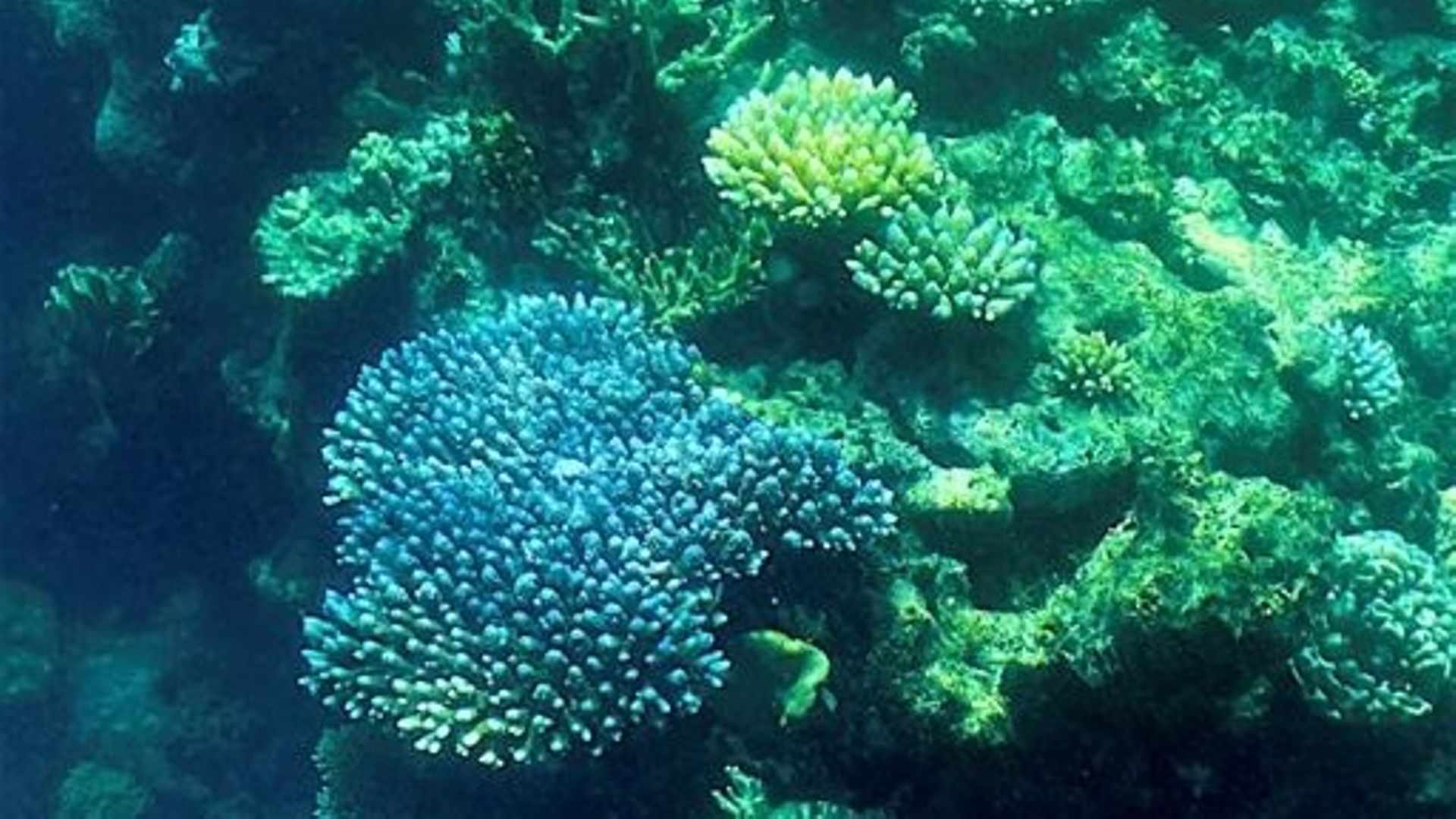Grande barrière de corail : 2,7 milliards d’euros d’engagements formels de l’Australie.