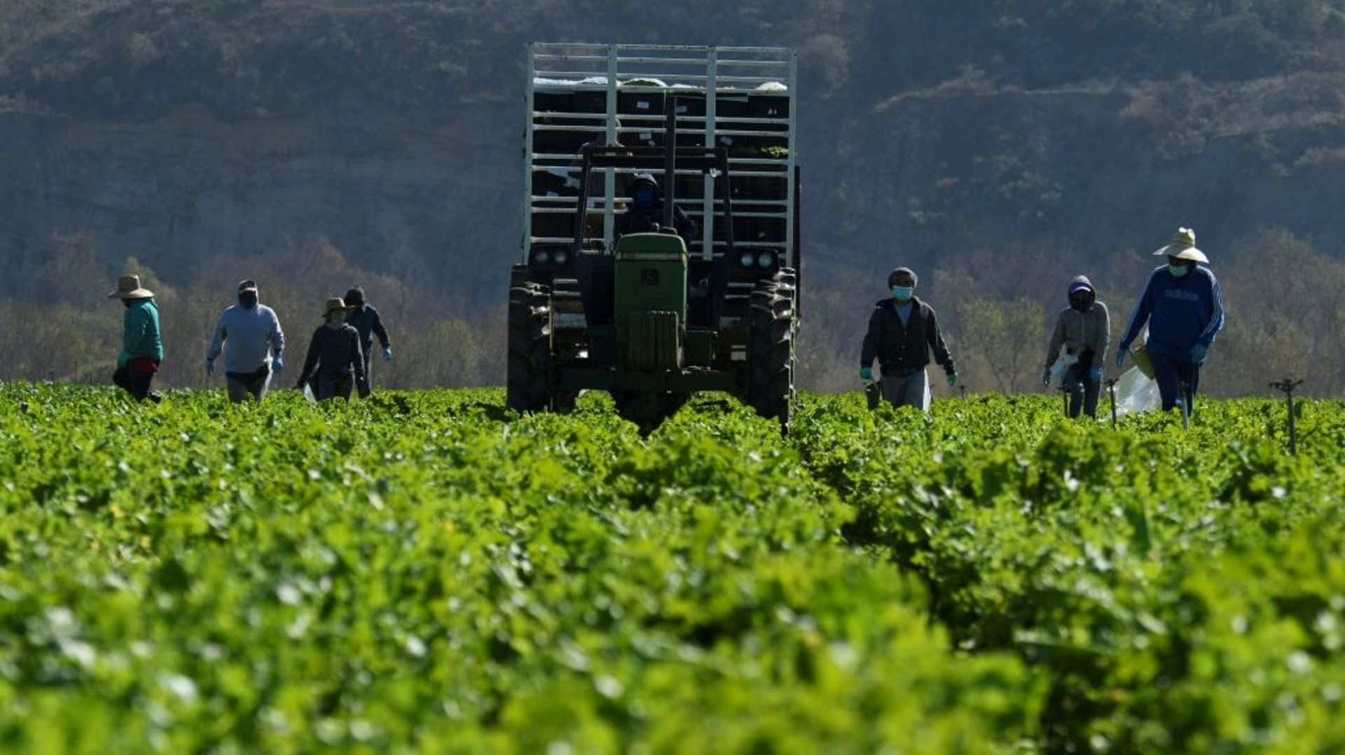 Des travailleurs agricoles dans le comté de Ventura, en en Californie, le 10 février 2021