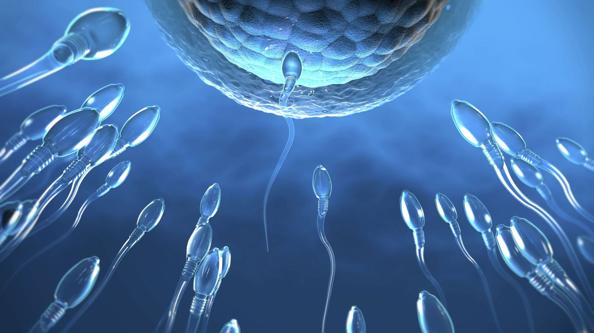 La vérité sur la procréation : quand l’ovule sélectionne son spermatozoïde