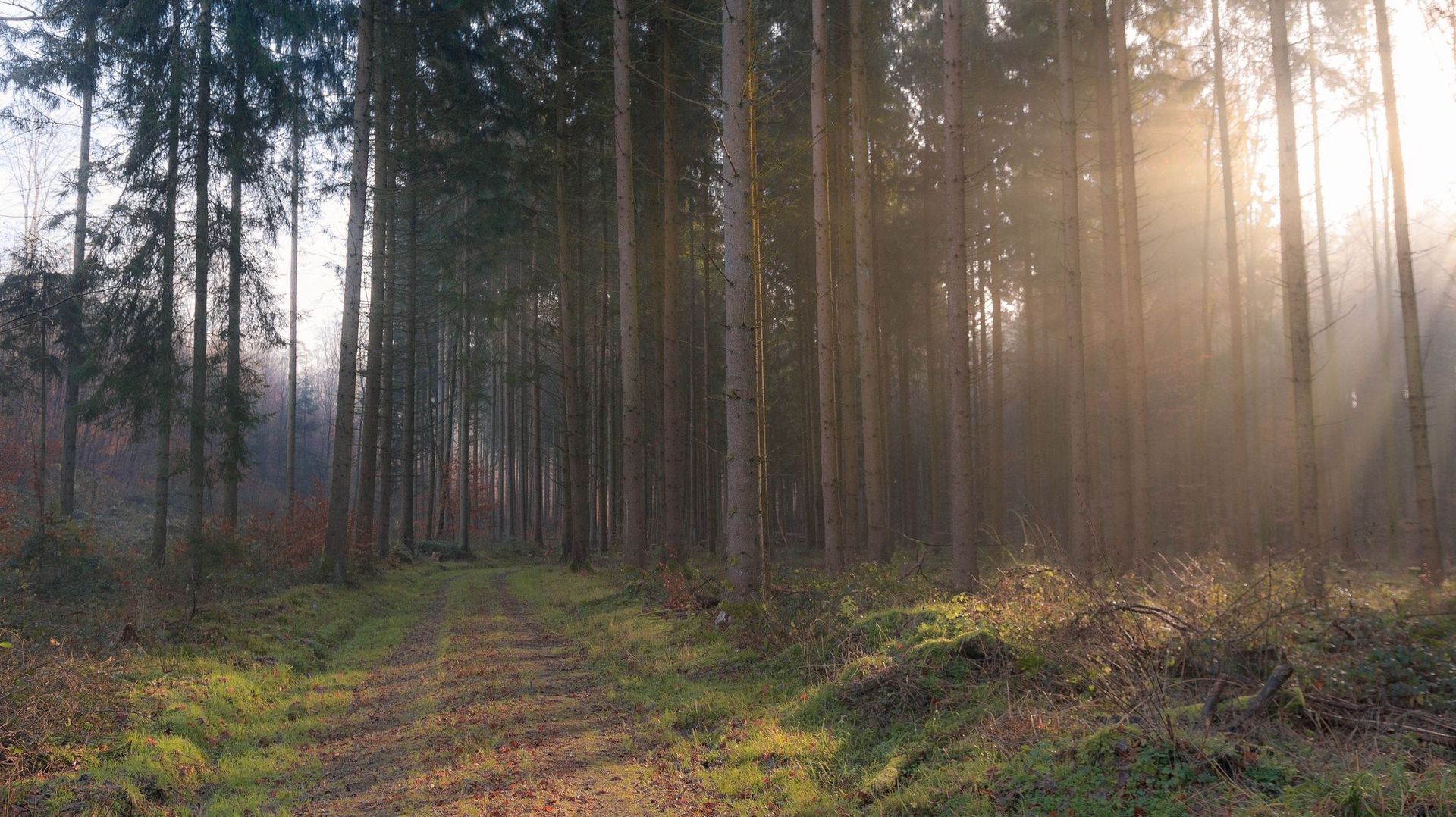 Peut-on ramasser du bois de chauffage en forêt sans récolter 1 500