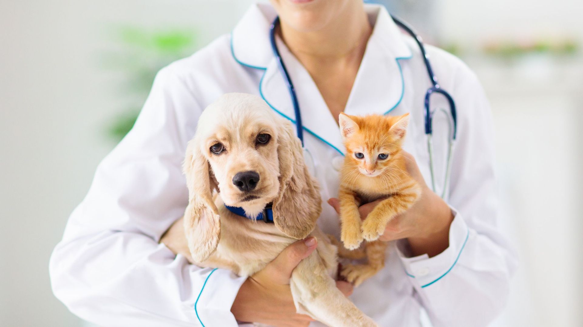 Effectuez les bons gestes et détectez tout problème de santé chez votre animal