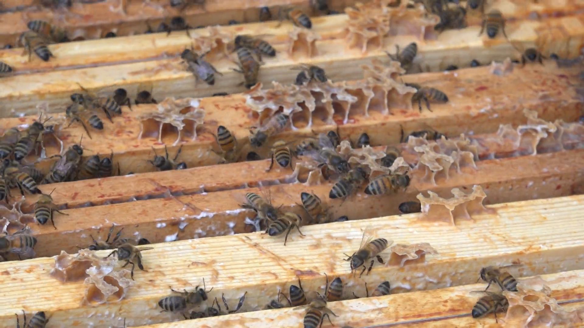 Malgré une année record pour la récolte de miel en Belgique, l’apiculture reste fragile face aux frelons asiatiques