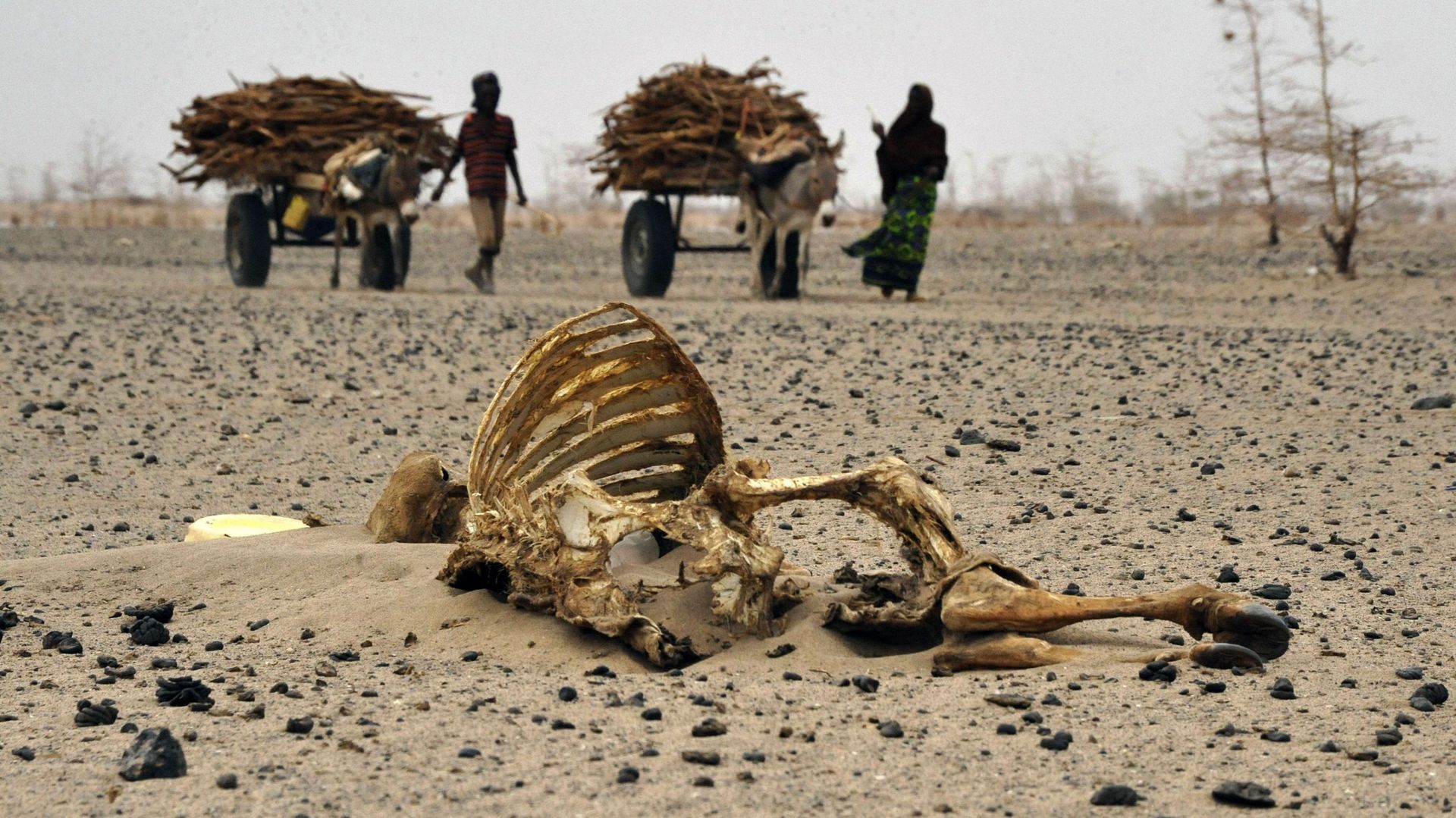 Une carcasse de bétail à Athibohol, au Nord-est de Nairobi (Kenya). Le réchauffement a amplifié les risques de sécheresse.