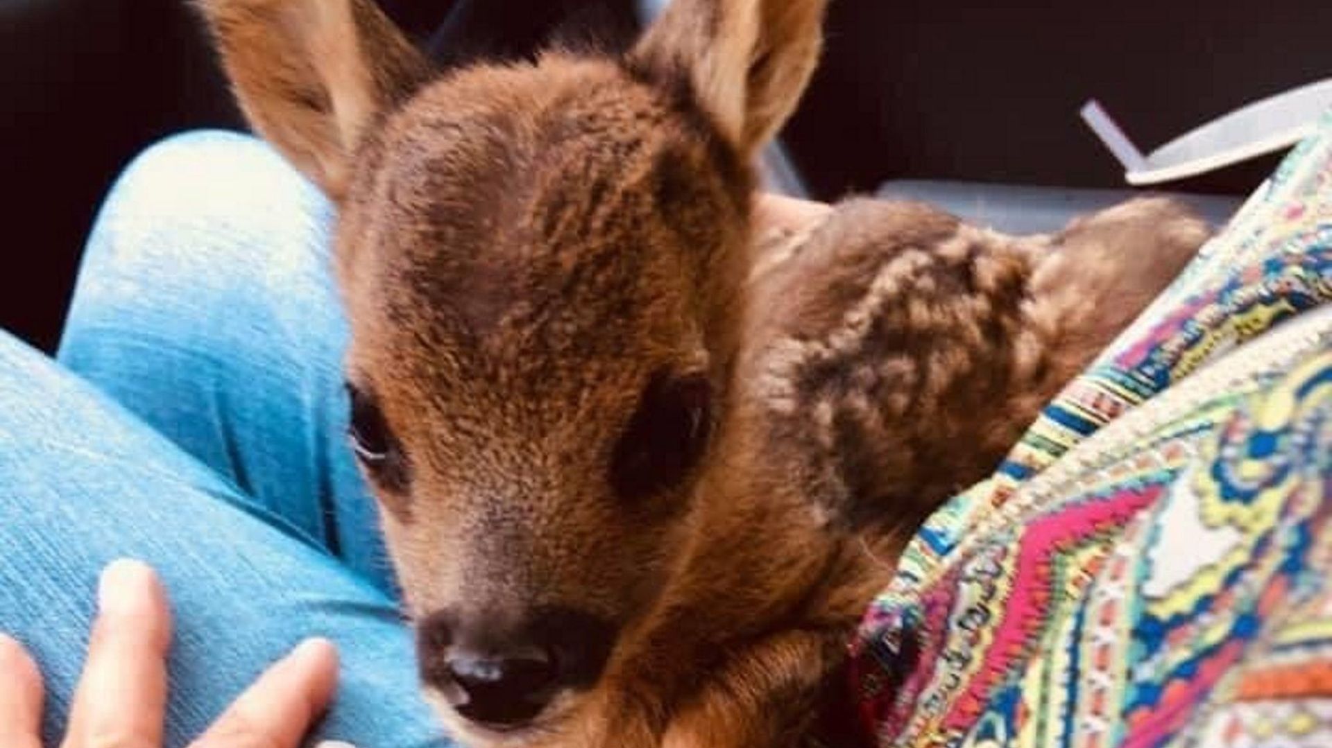 Il N Aurait Pas Fallu Toucher Ce Faon Rtbf Be Il N Aurait Pas Fallu Toucher Ce Faon Rtbf Be