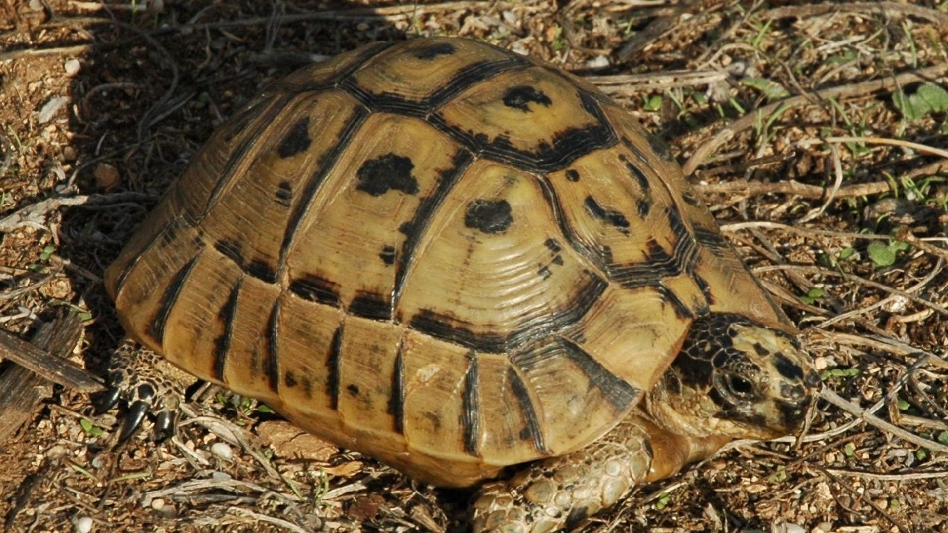 Saisie spectaculaire de plus de 300 tortues par la police de Courtrai