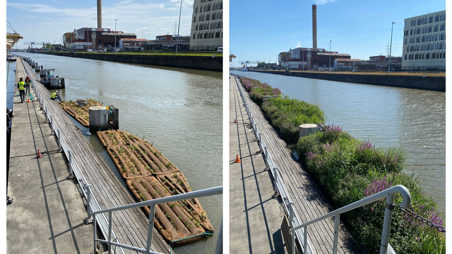 Entre le 26 avril (photo de gauche) et le 9 août (photo de droite), les radeaux végétalisés ont modifié l’aspect du canal à proximité du port de plaisance de Bruxelles.