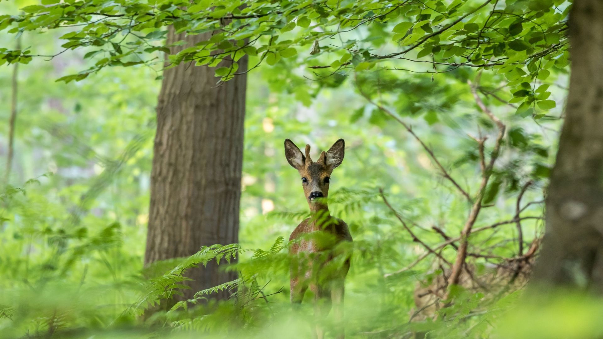 Forêts en libre évolution : quels bienfaits pour la biodiversité et le climat ?