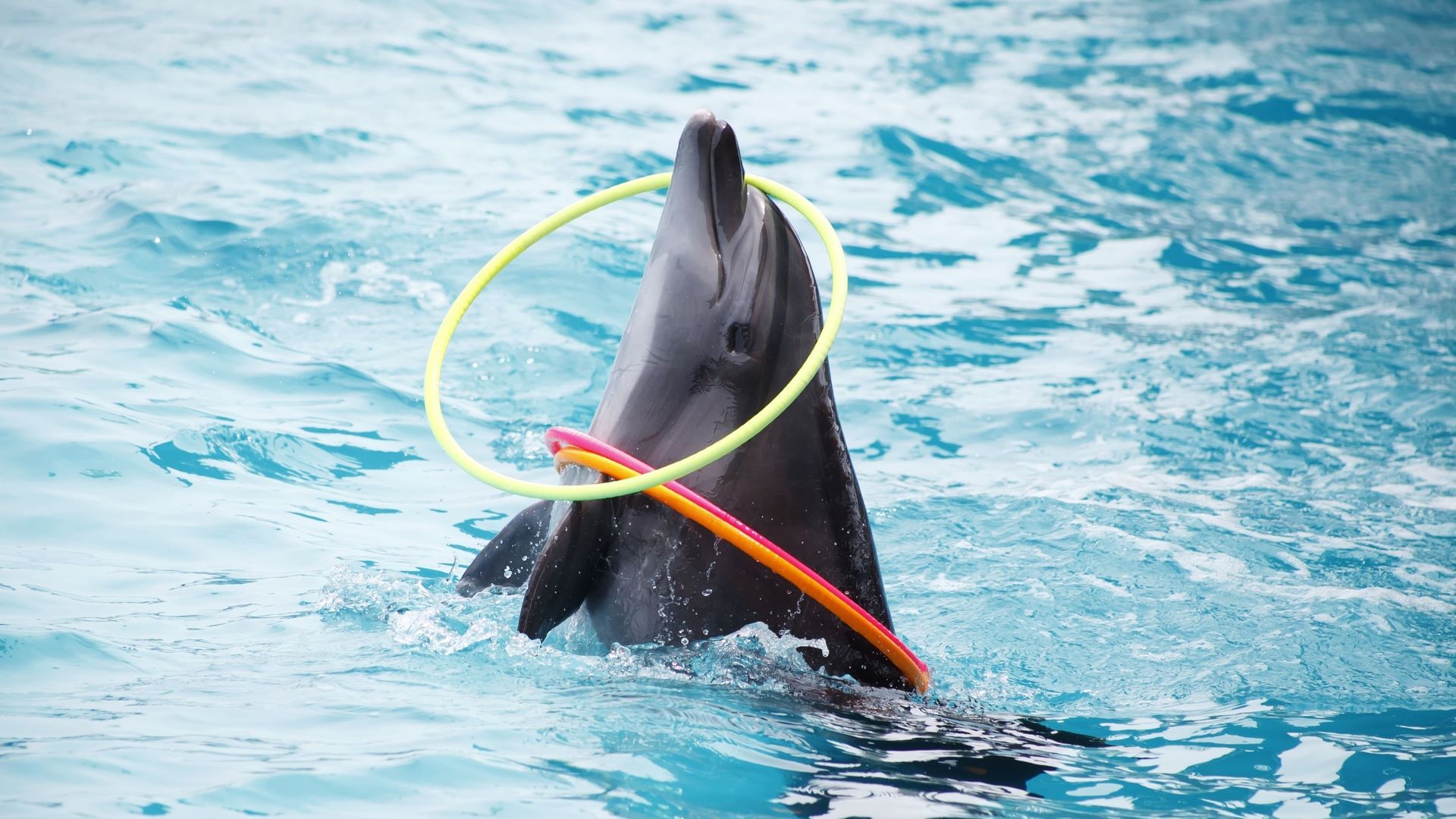 L'agence de voyages Expedia supprime de son catalogue les spectacles de dauphins en captivité.
