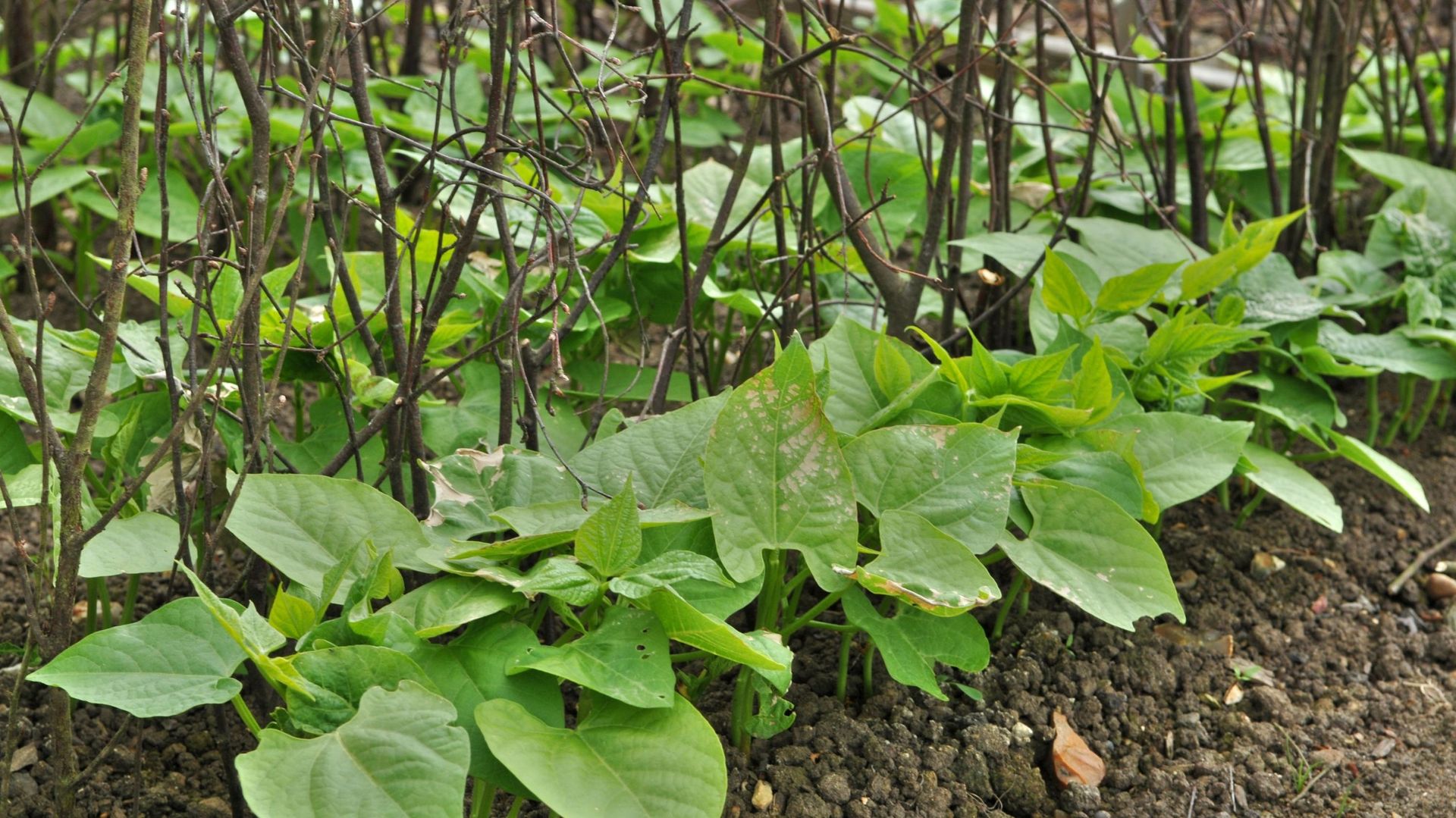 En Angleterre, les jardiniers font un grand usage de fines branches de noisetiers. Après avoir été étendues sur le sol pour protéger le semis, elles sont plantées verticalement pour soutenir ces haricots nains.