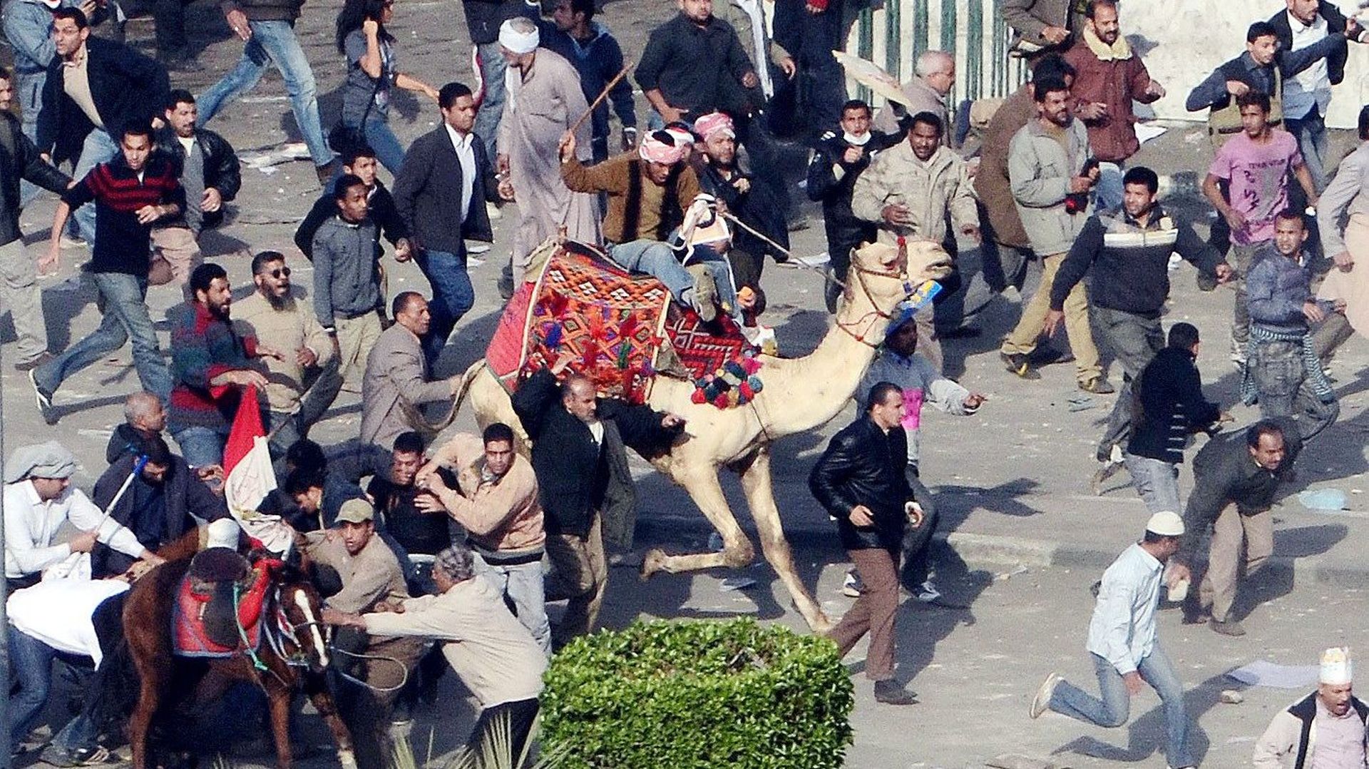 Le 2 février 2011, une attaque contre les manifestants de la place Tahrir est menée entre autres à dos de chameaux.