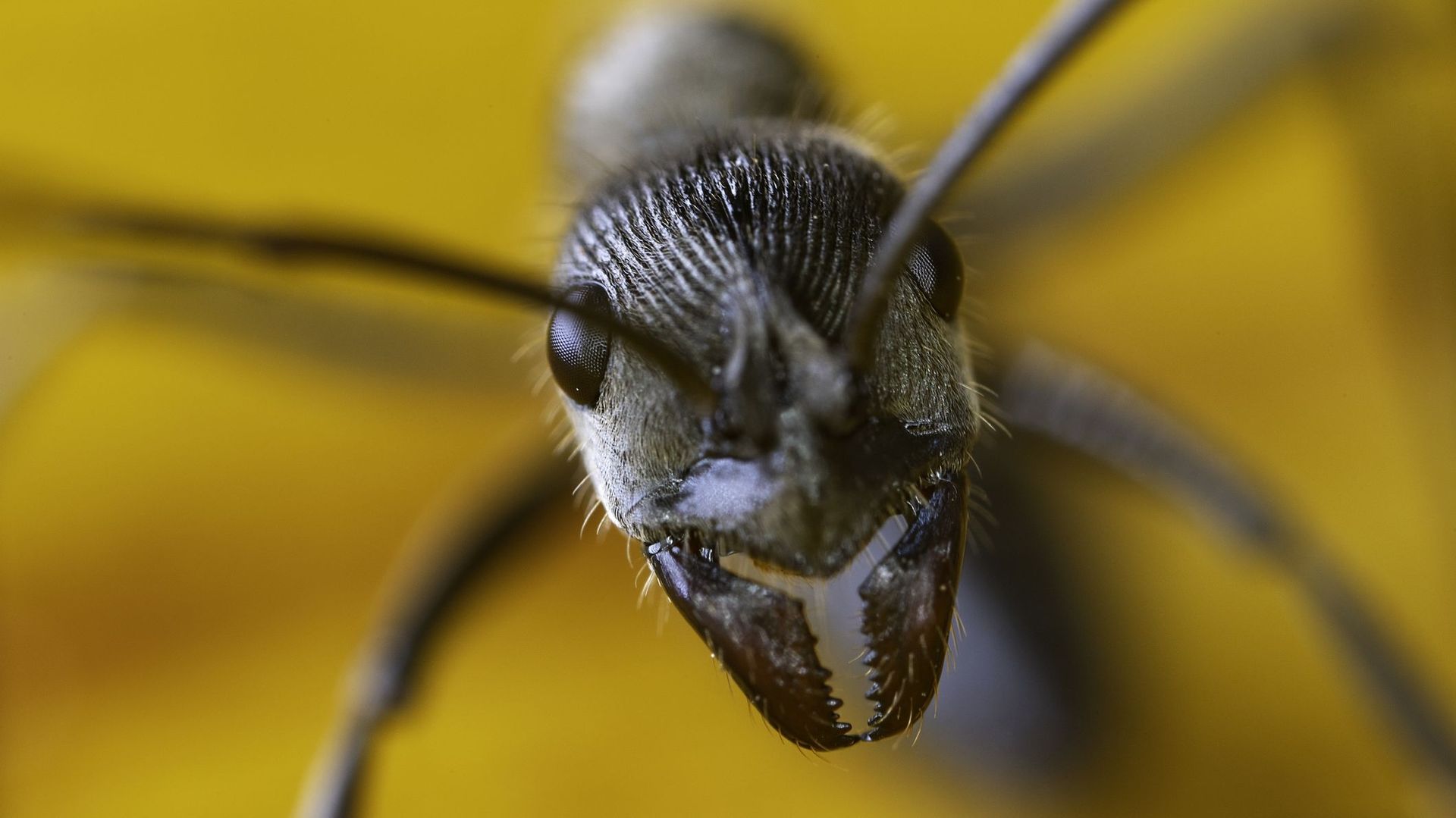 La redoutable fourmi de feu s'est installée en Europe - Le Temps