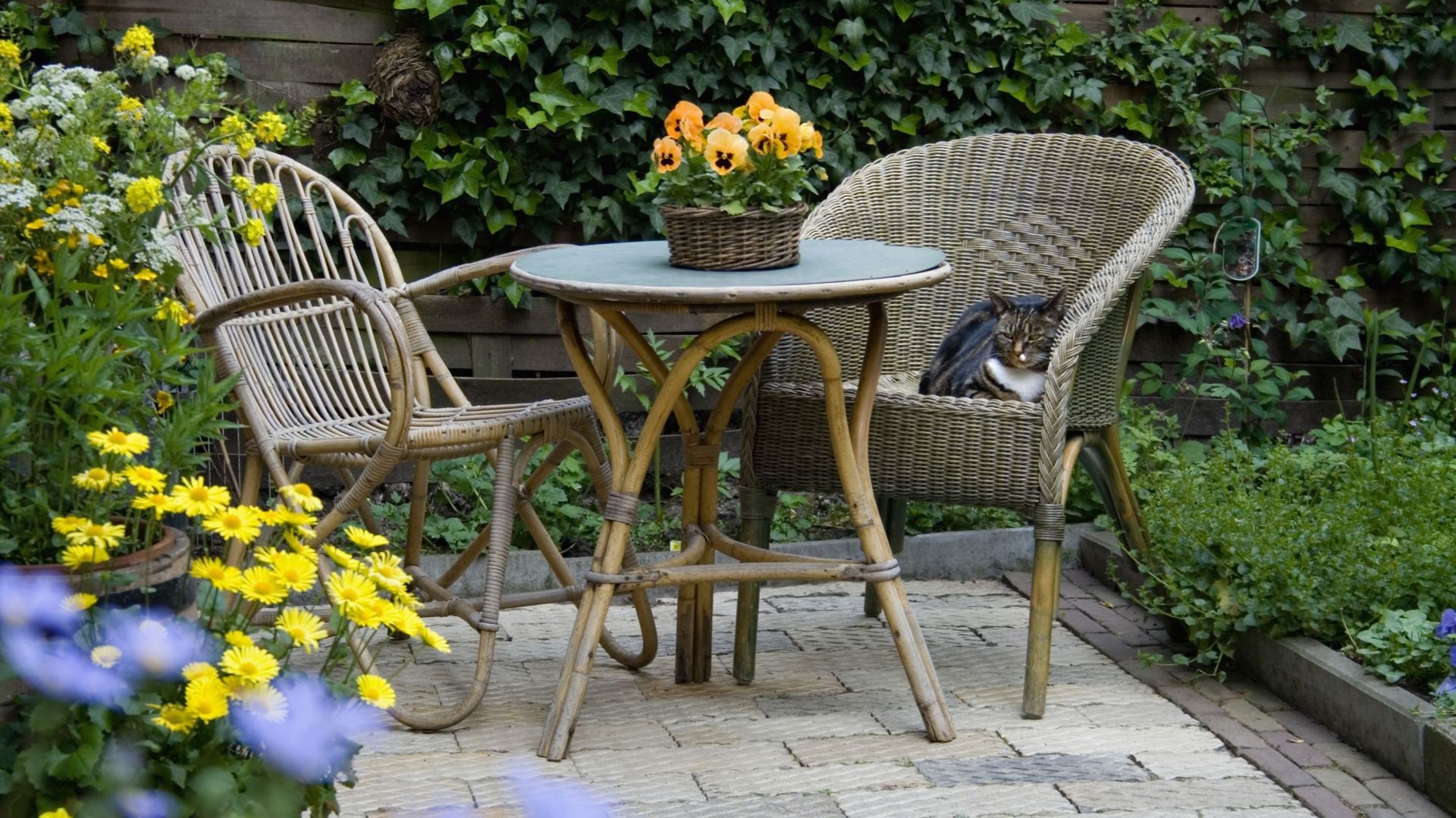 Garden Patio with Wicker Furniture and Housecat