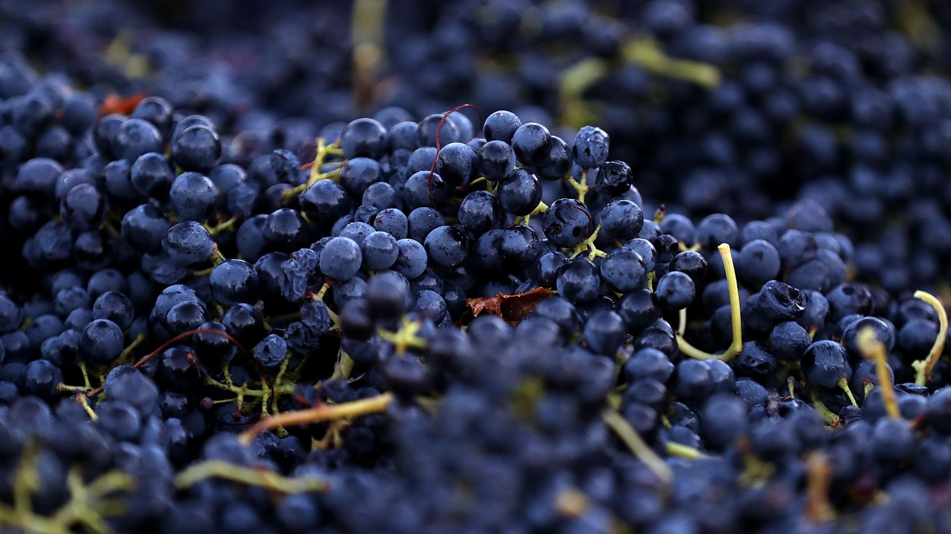 Avec le céleri, le raisin fait partie des aliments ayant le plus de résidus de pesticides selon une association écologiste française.