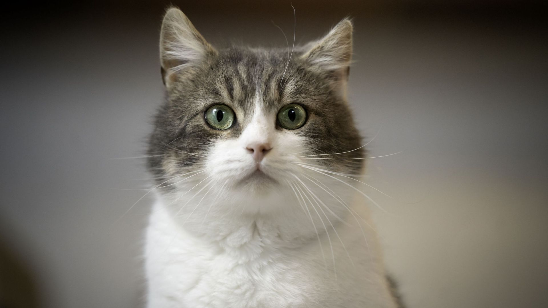 🐱 Le chat est le remède anti-stress 