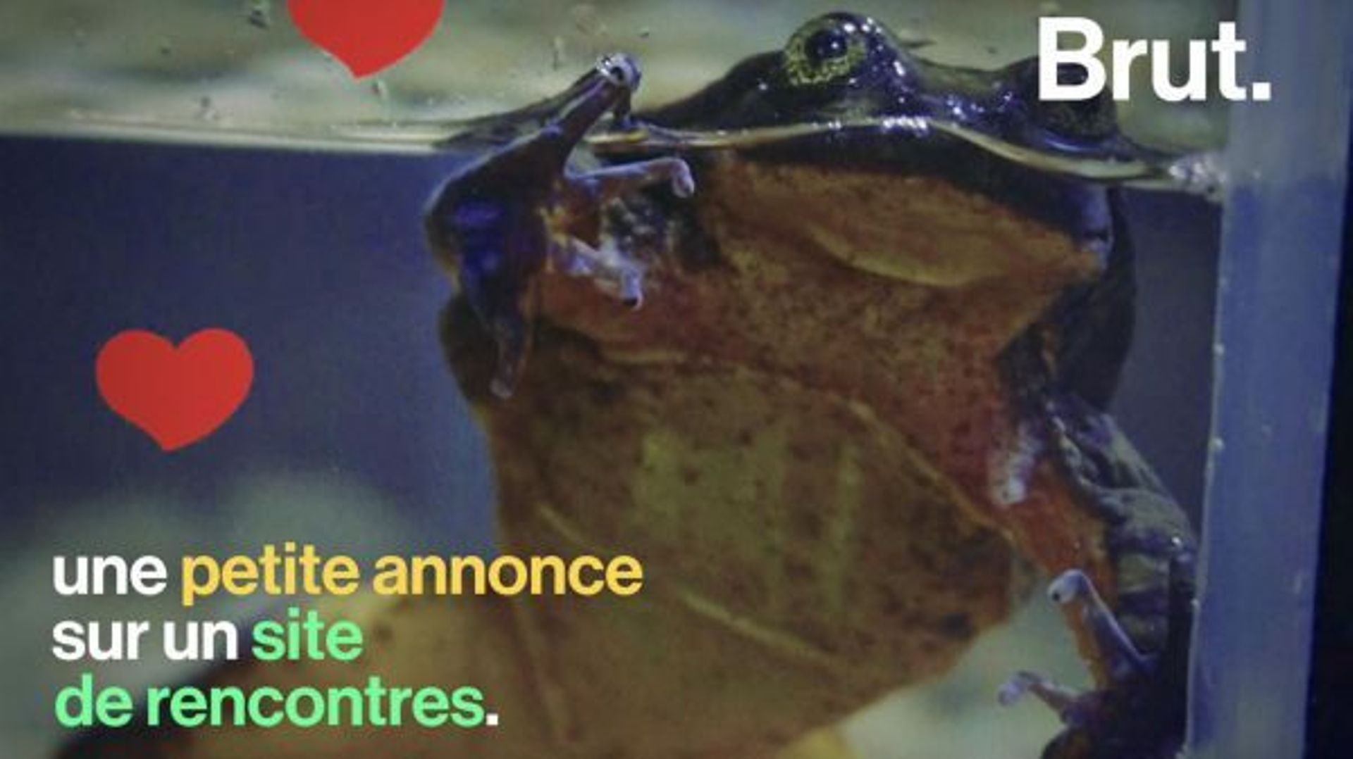 Potentielle dernière représentante de son espèce, cette grenouille cherche l'âme-sœur sur Internet 