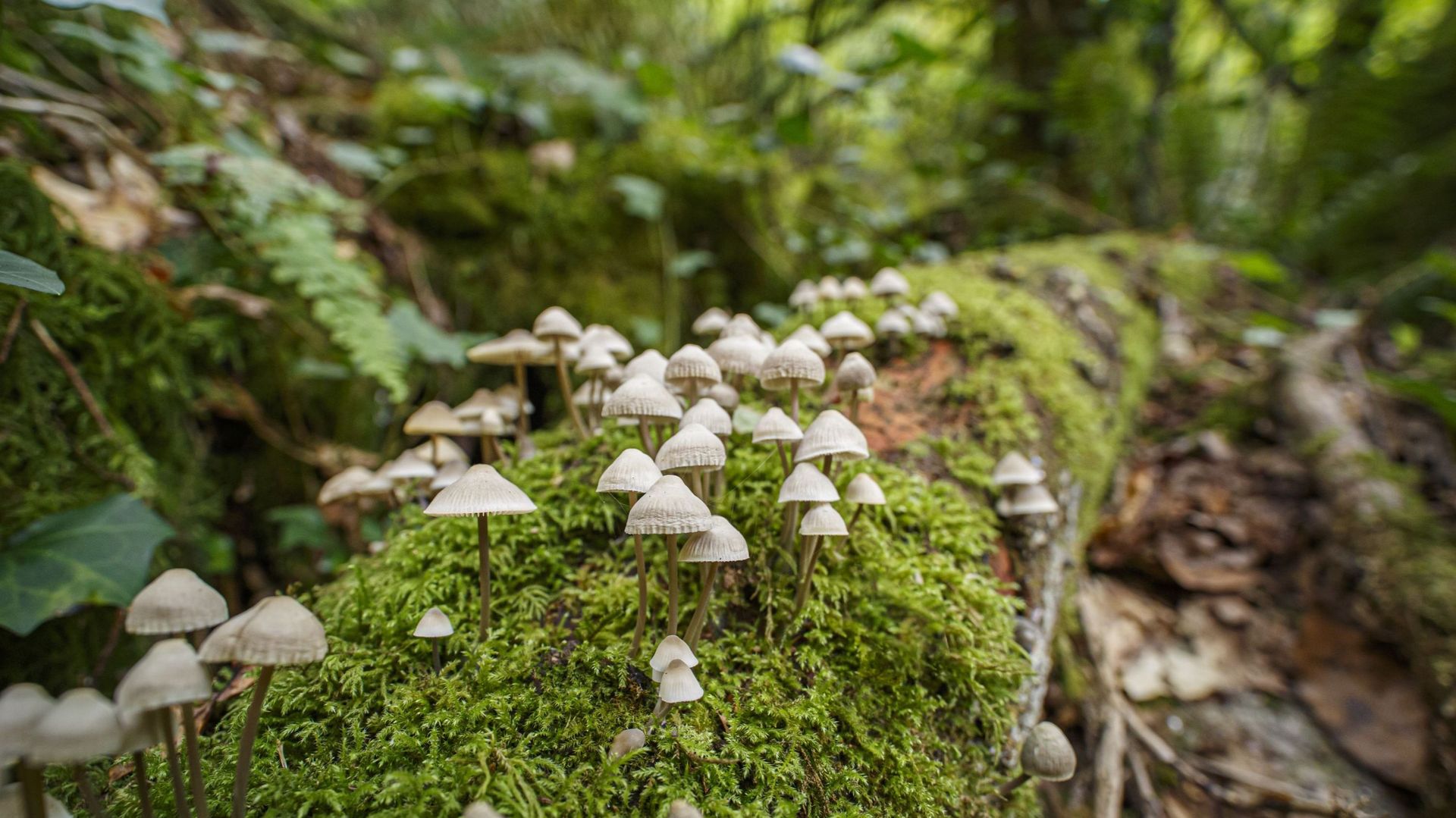 Groupe de champignons sur un arbre mort recouvert de mousse.