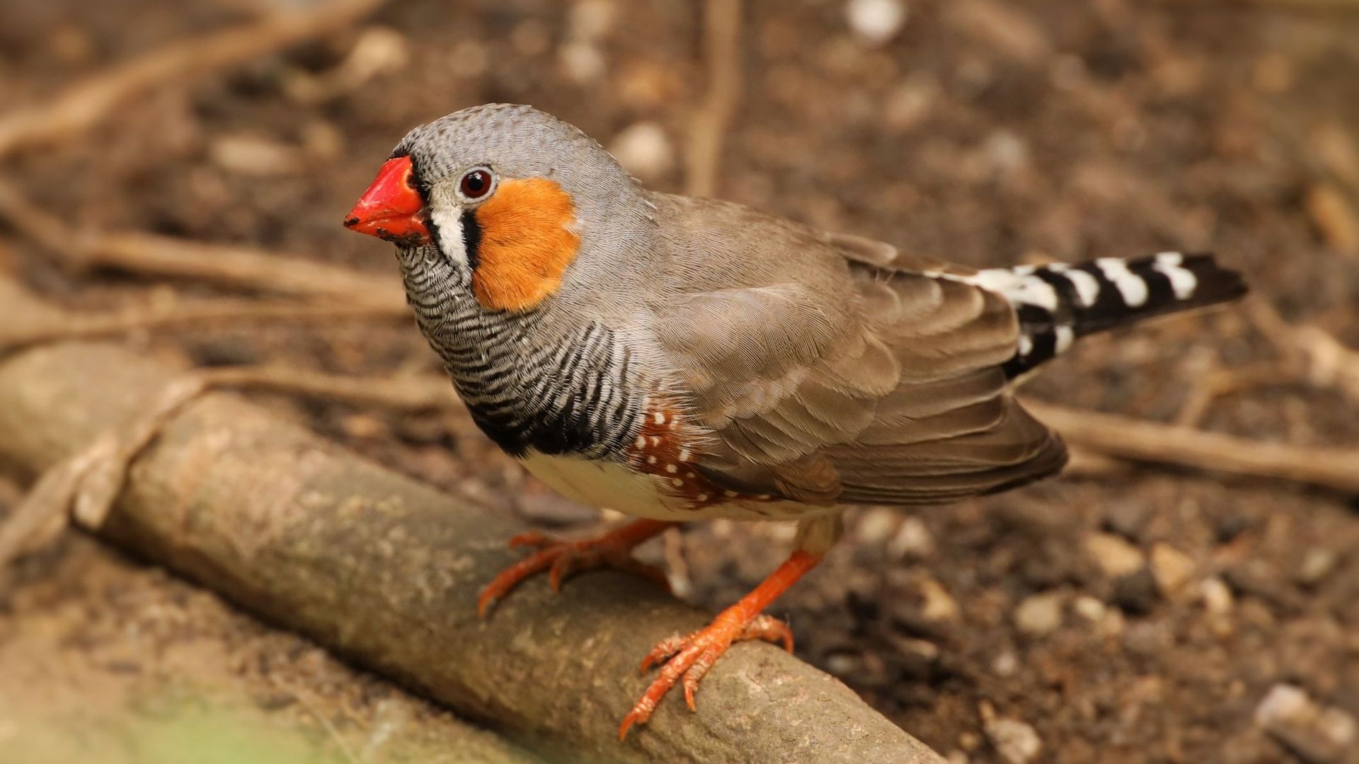 Carnet nature : tout savoir sur les plumes des oiseaux 