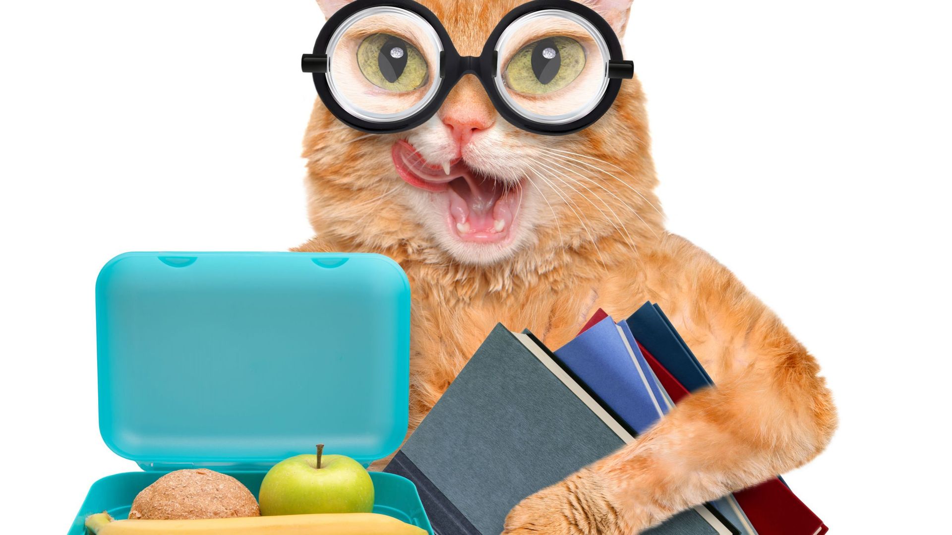 Les bons conseils pour télétravailler avec un chat 