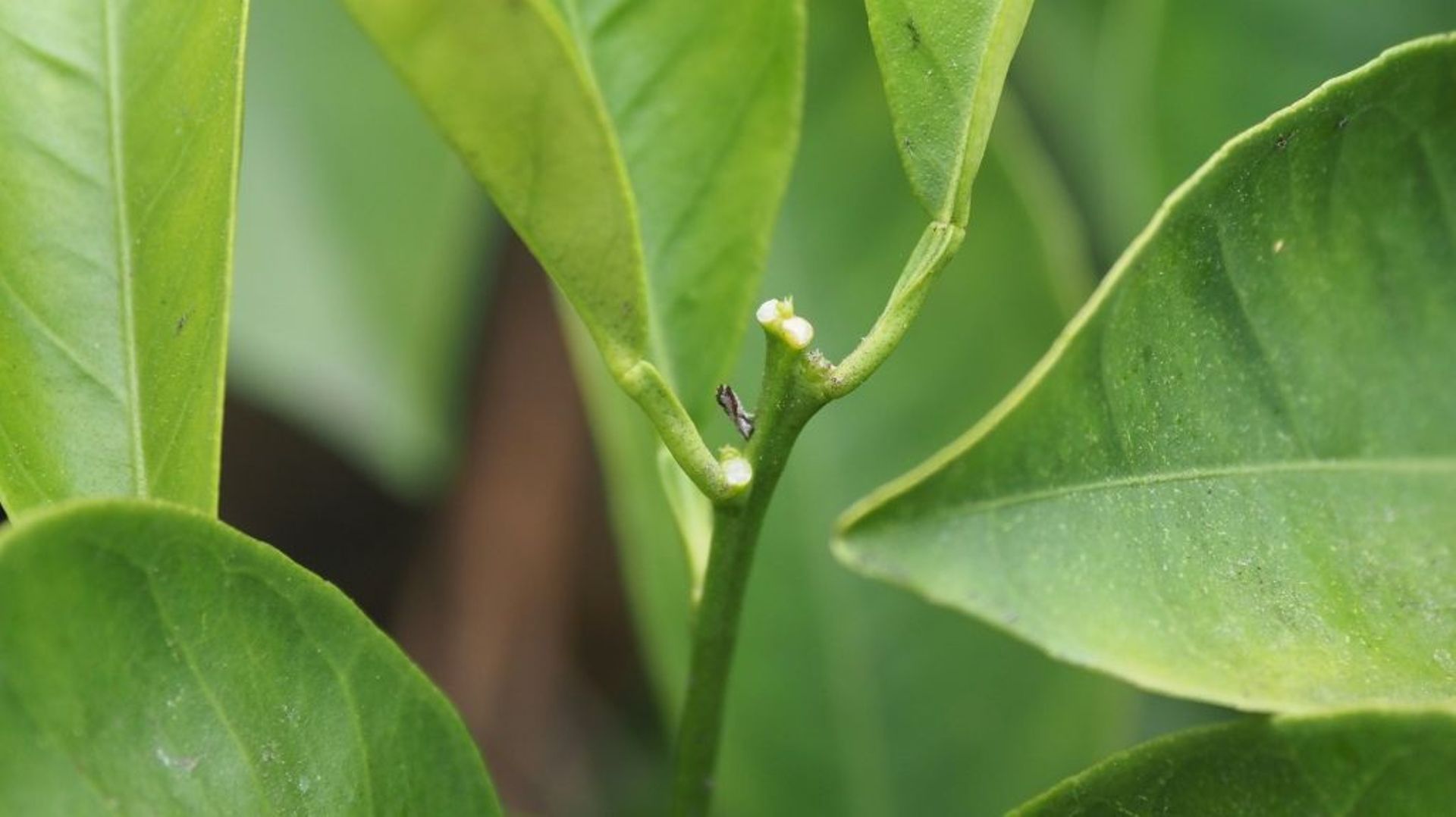 Le Diaphorina citri, un insecte qui s'attaque aux arbres à agrumes, le 18 avril 2018 à Whittier, en Californie